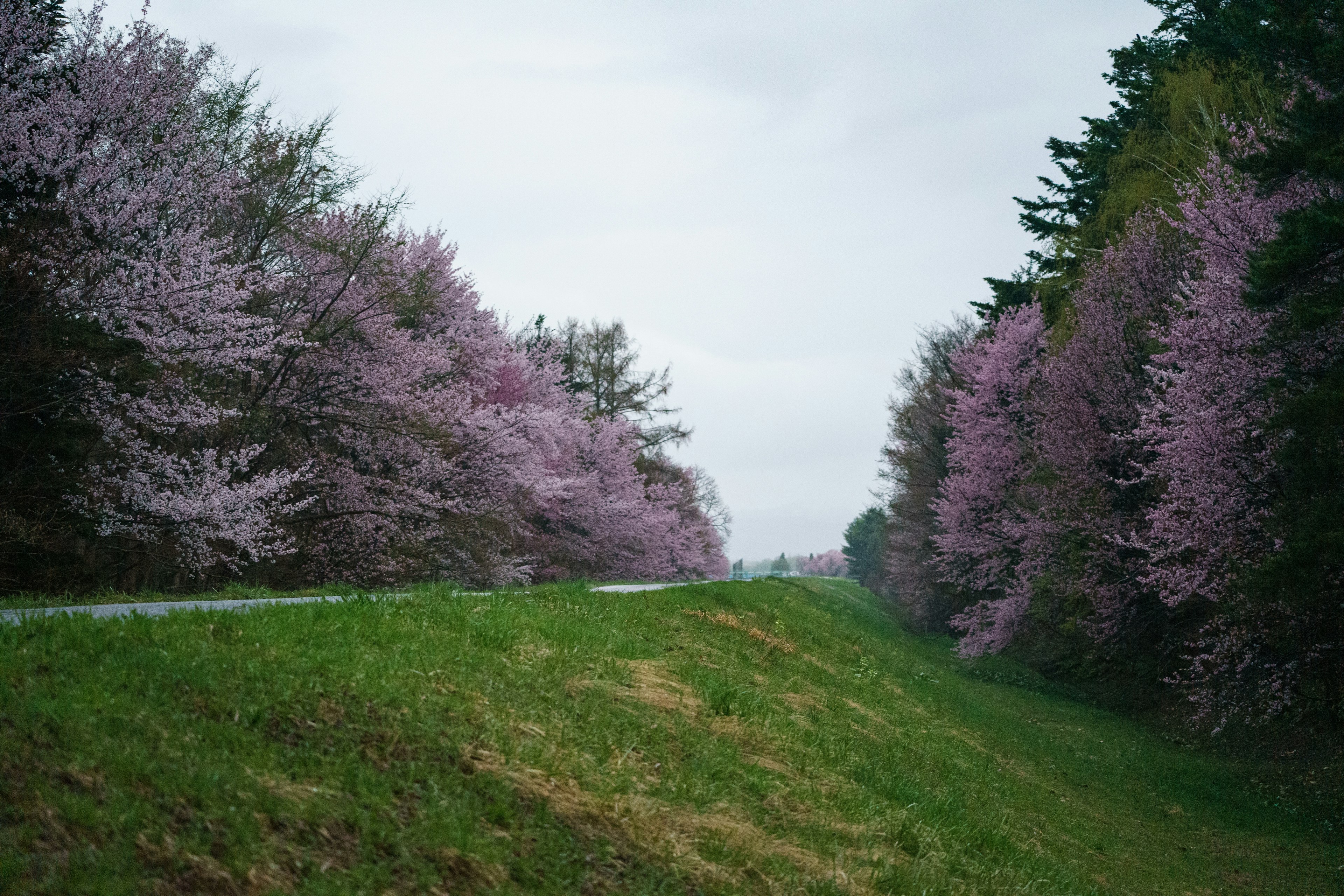 Un camino bordeado de cerezos en flor y hierba verde