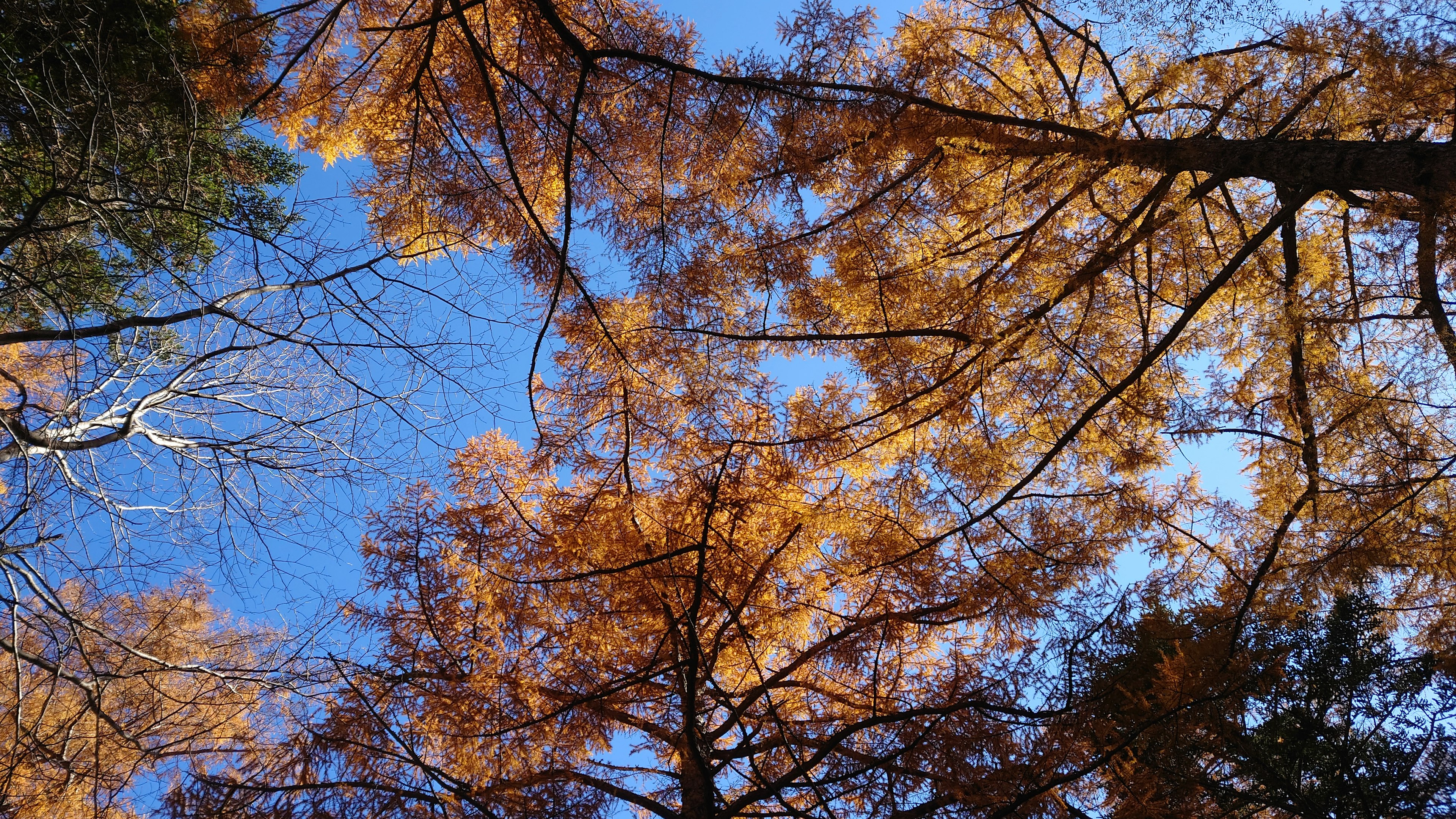 Vue de feuilles orange sur des arbres sous un ciel bleu