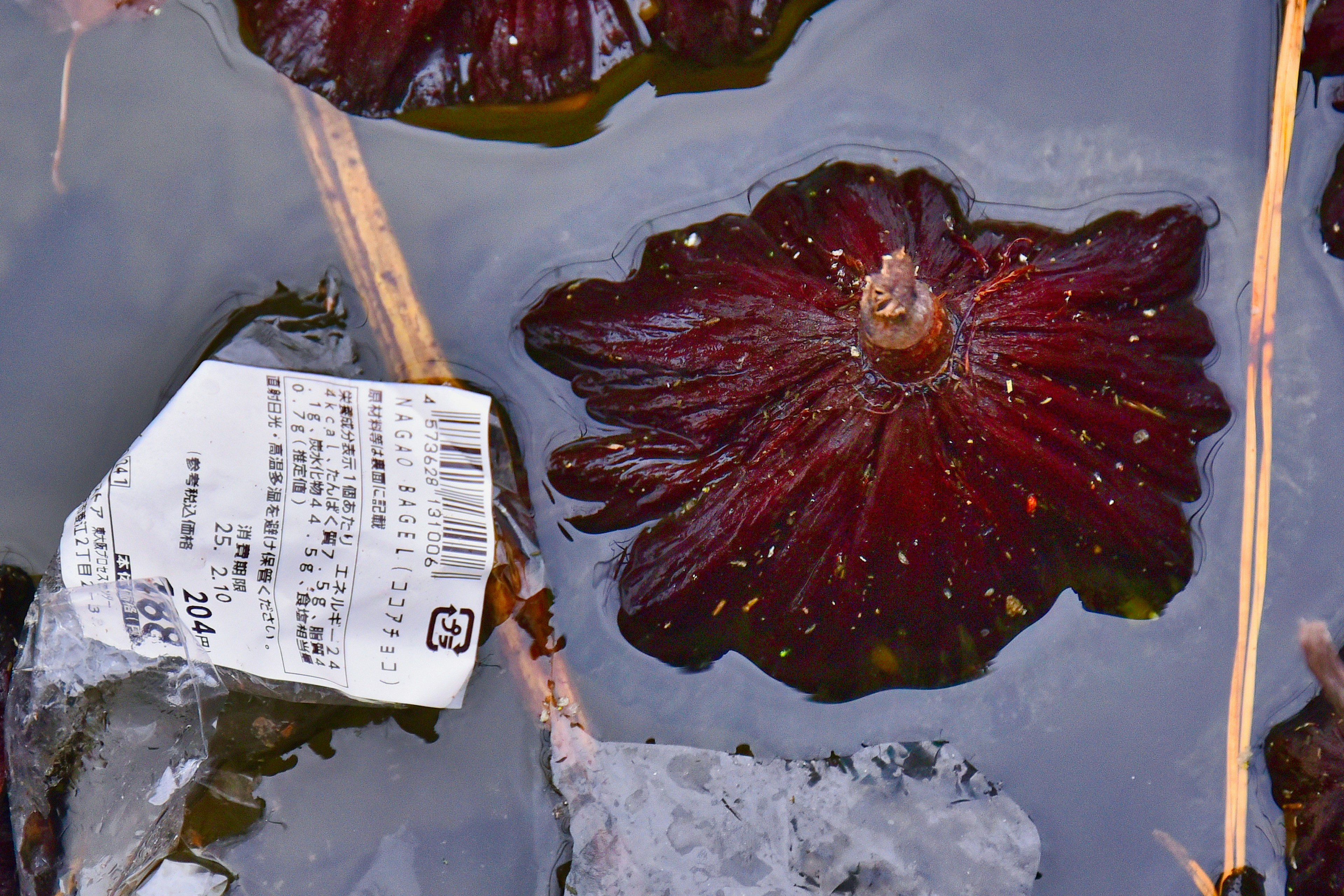 Immagine di foglie di ninfea rosse che galleggiano sull'acqua con un'etichetta