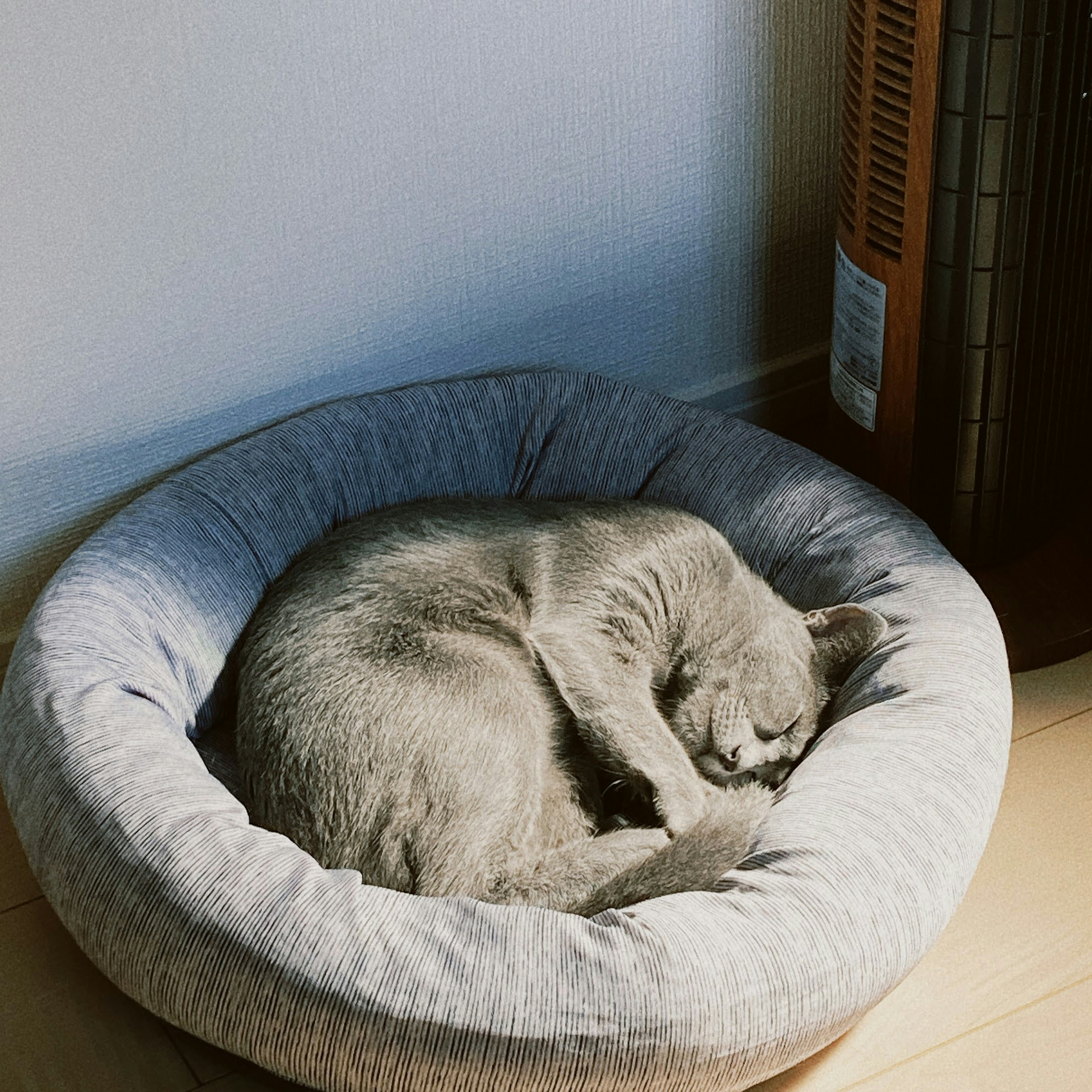 A gray cat curled up sleeping in a cozy pet bed