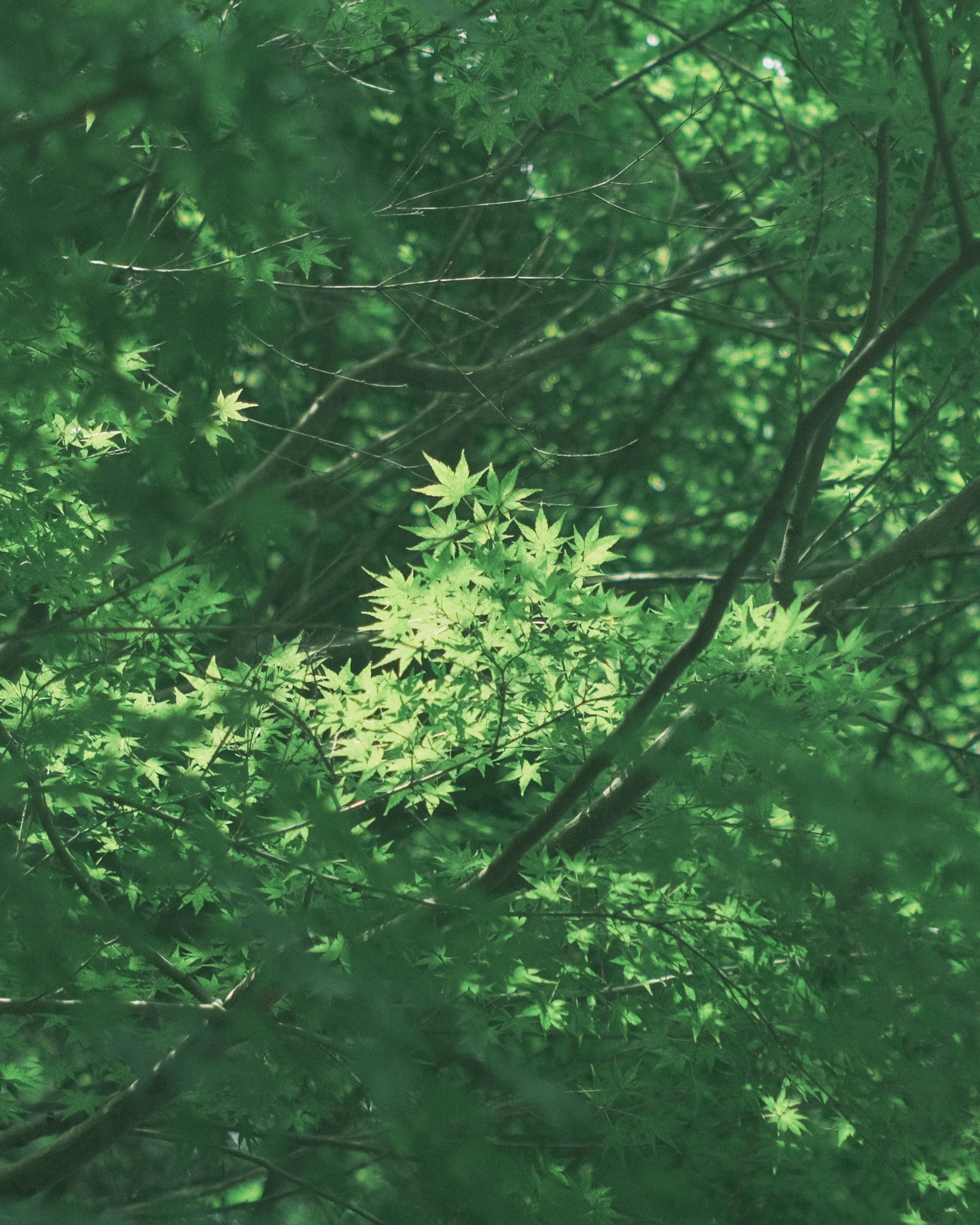 A natural scene with intertwined green leaves and tree branches