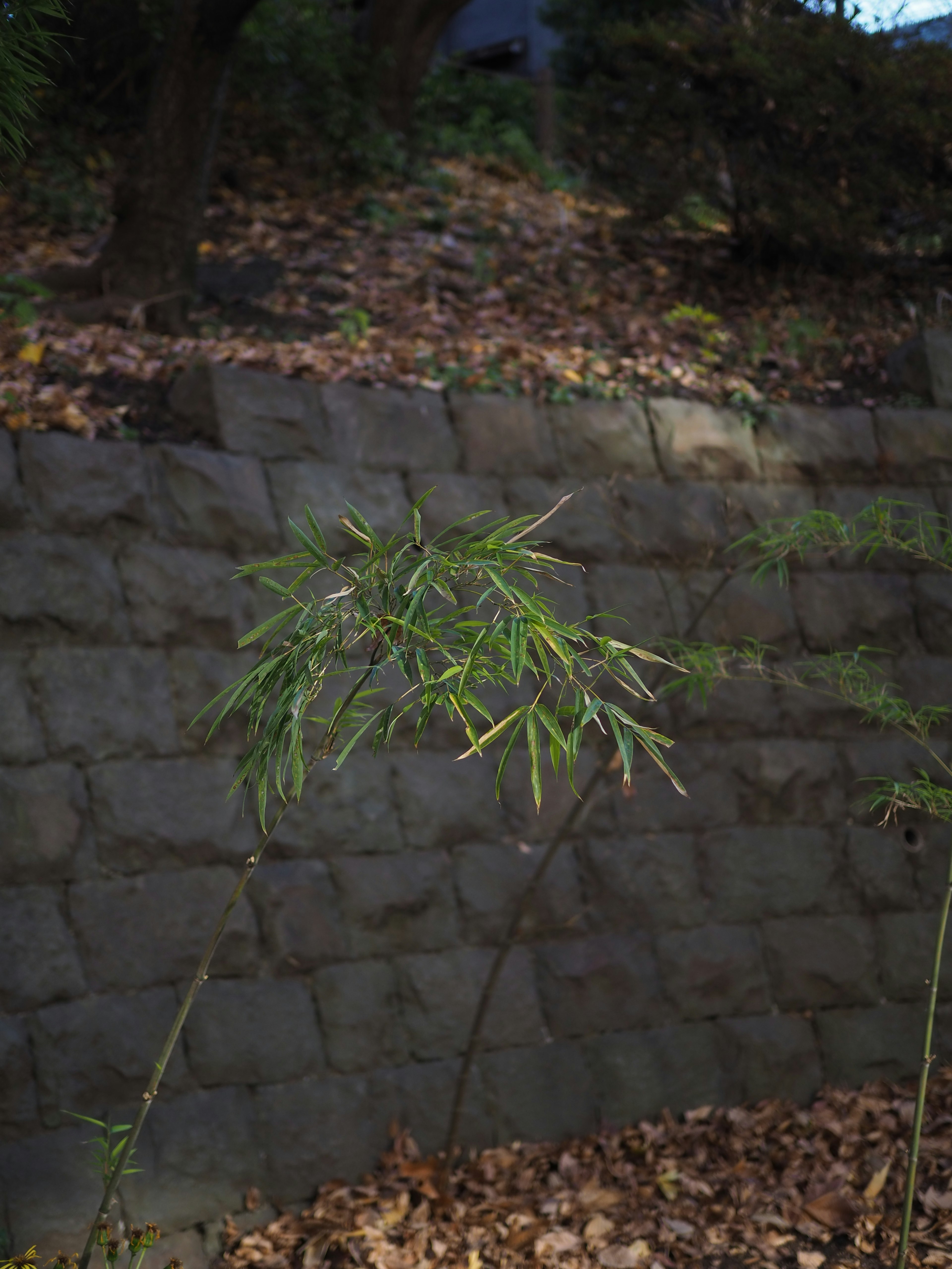 A green bamboo shoot in front of a stone wall