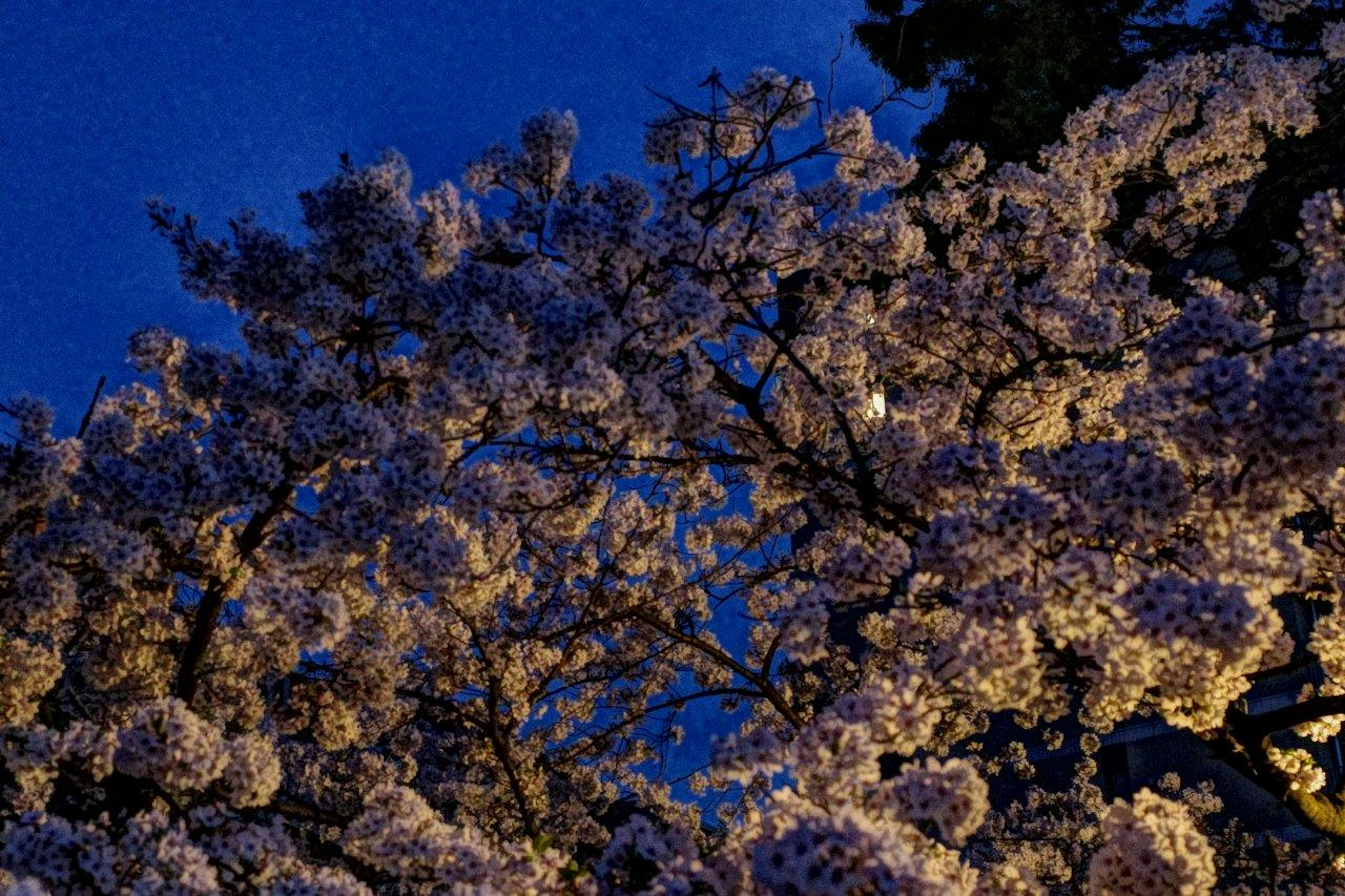 夜空の下に咲く桜の花が美しく照らされている