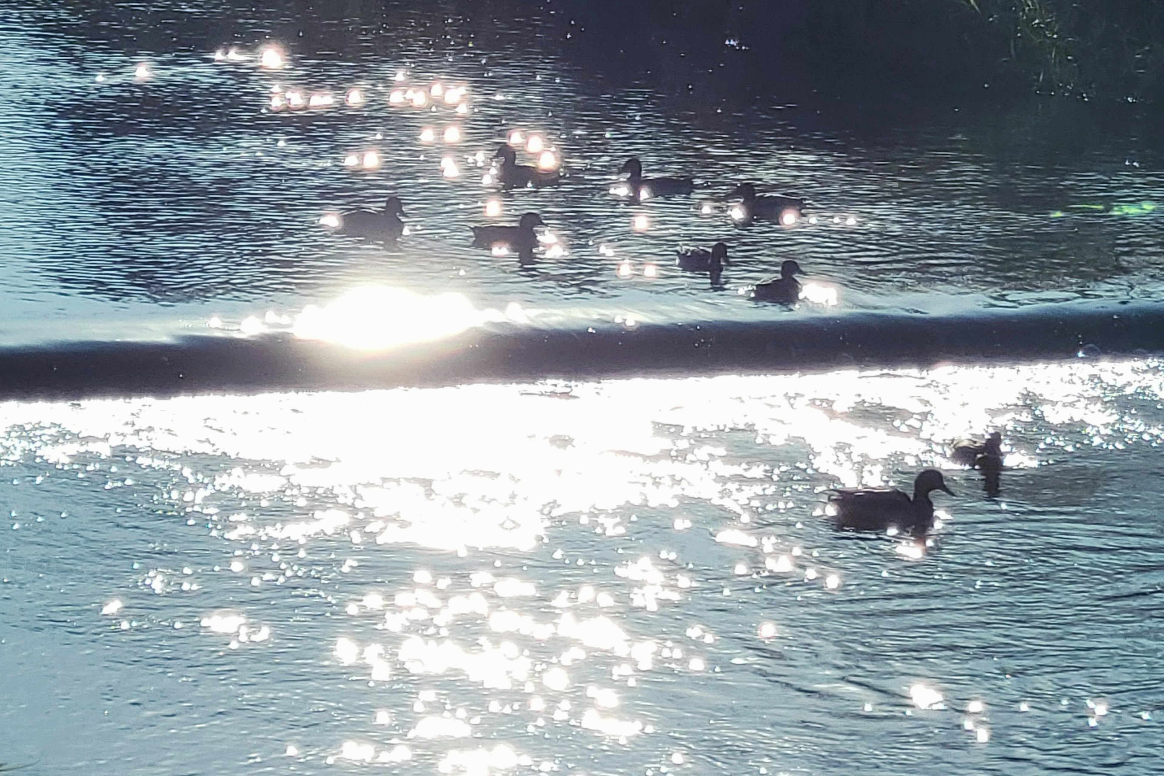 Patos nadando en una superficie de agua brillante