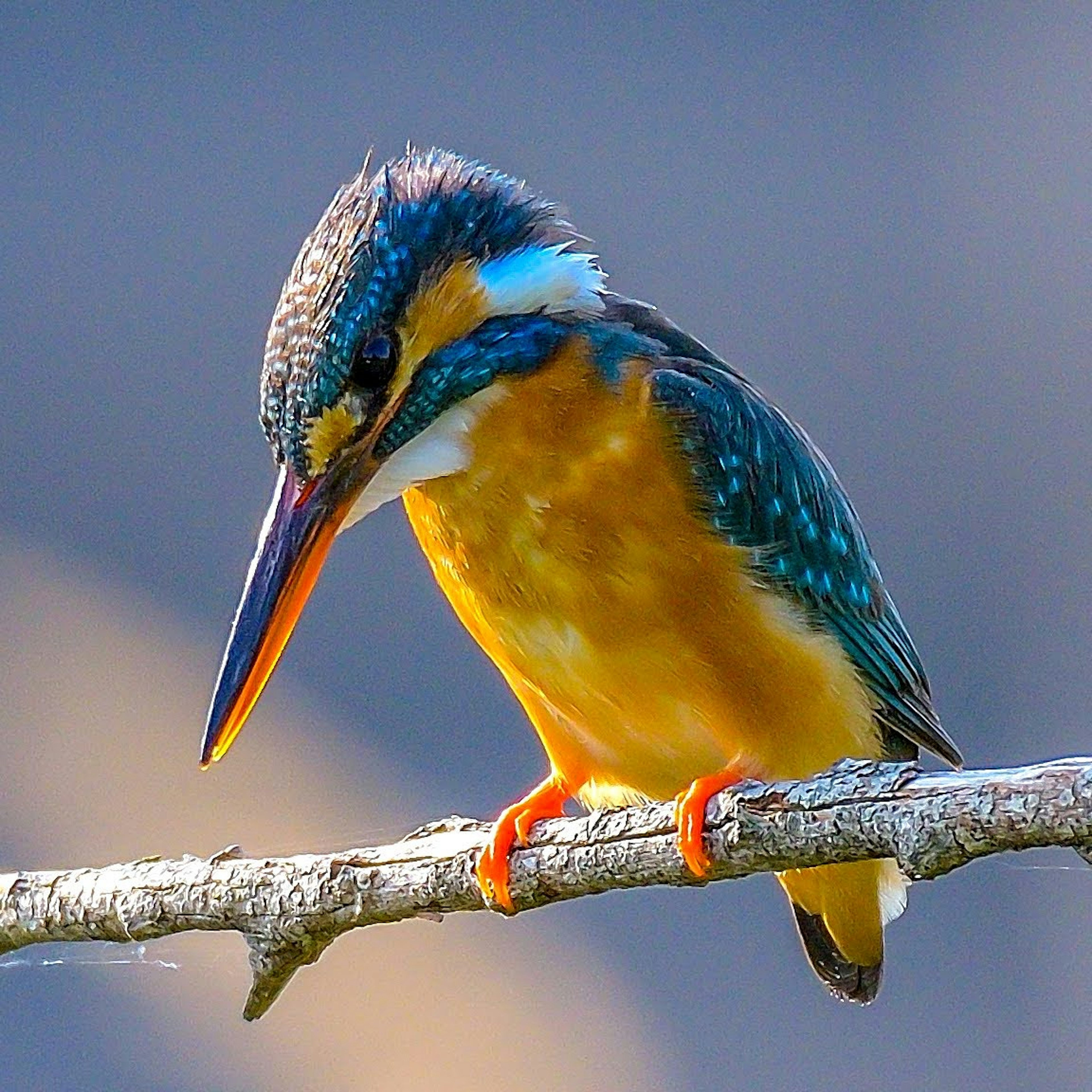 Ein Eisvogel mit blauen Federn und orangefarbenem Bauch, der auf einem Ast sitzt