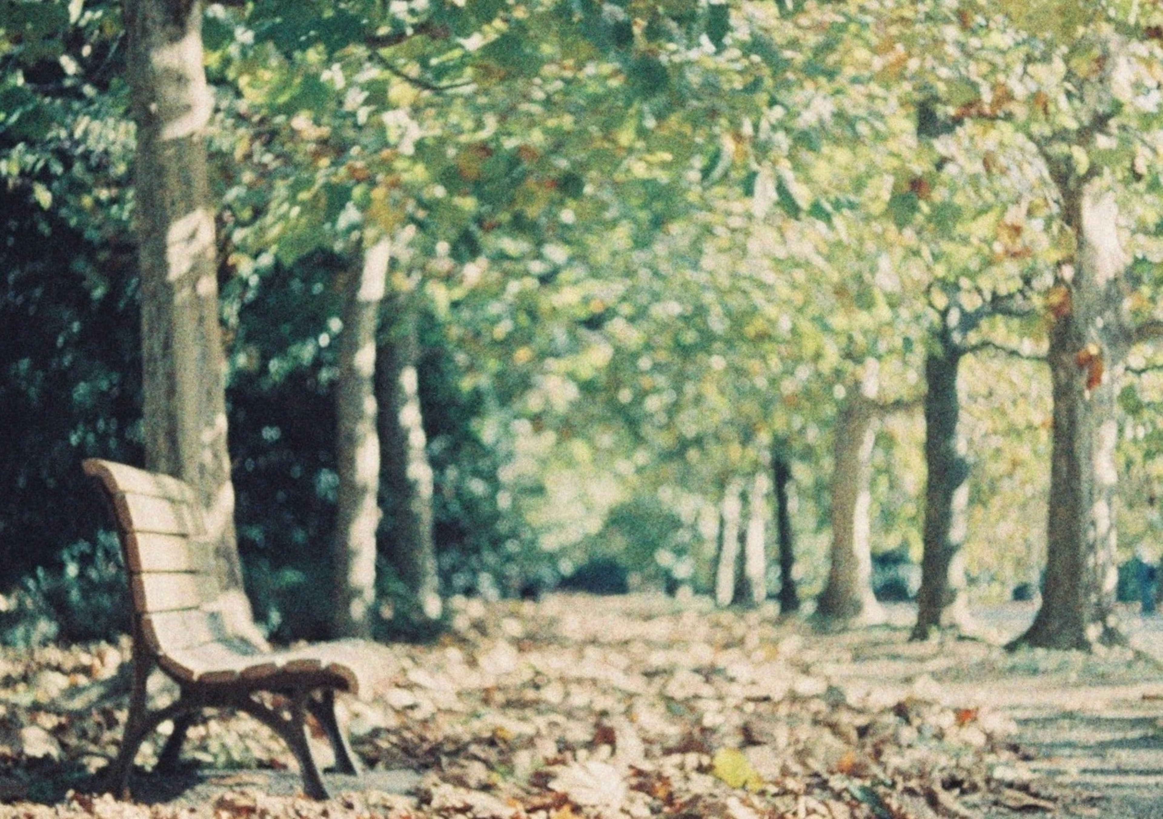 Un chemin de parc tranquille avec un banc entouré d'arbres