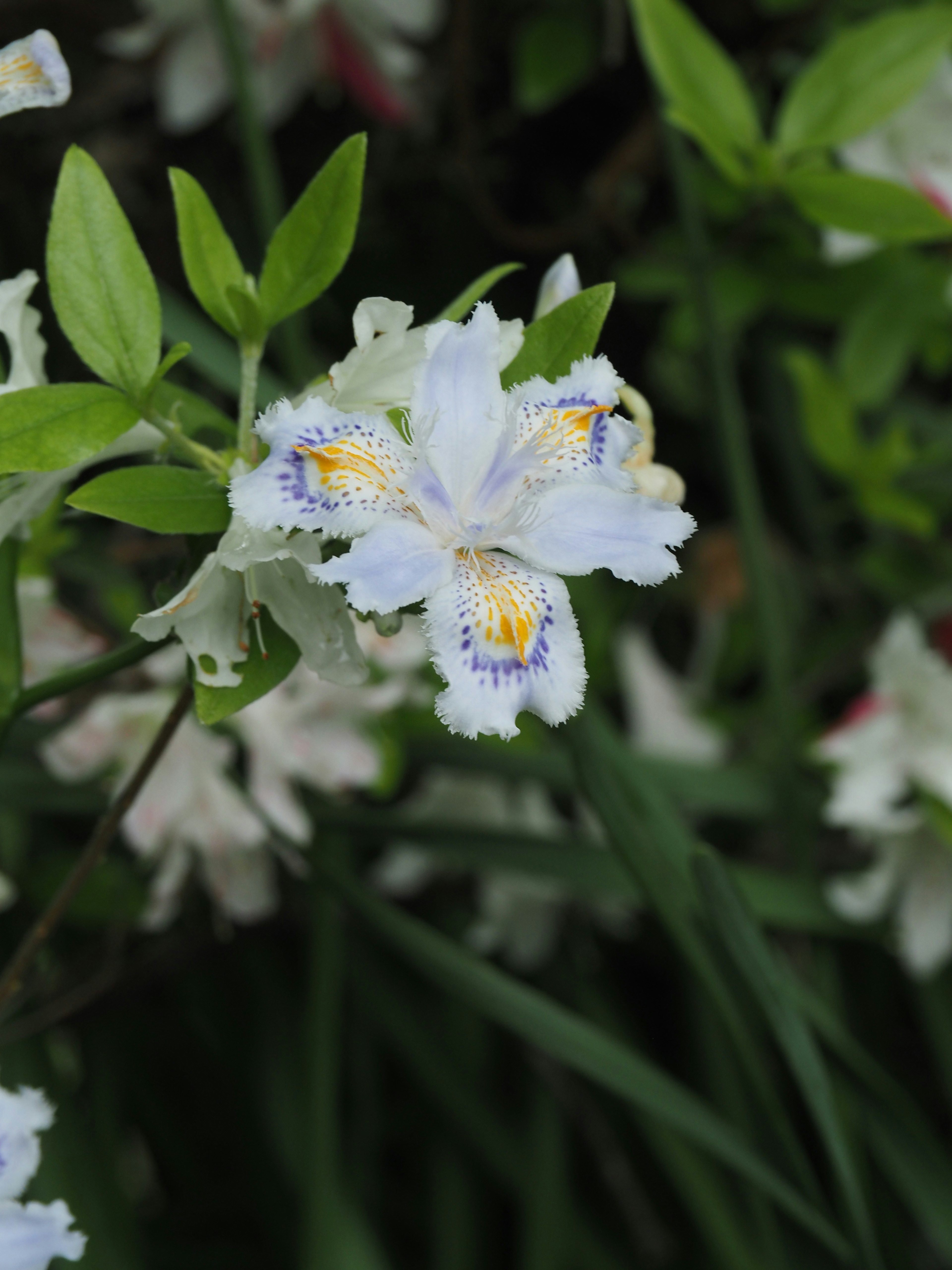 Primer plano de una flor blanca con marcas amarillas y moradas rodeada de hojas verdes