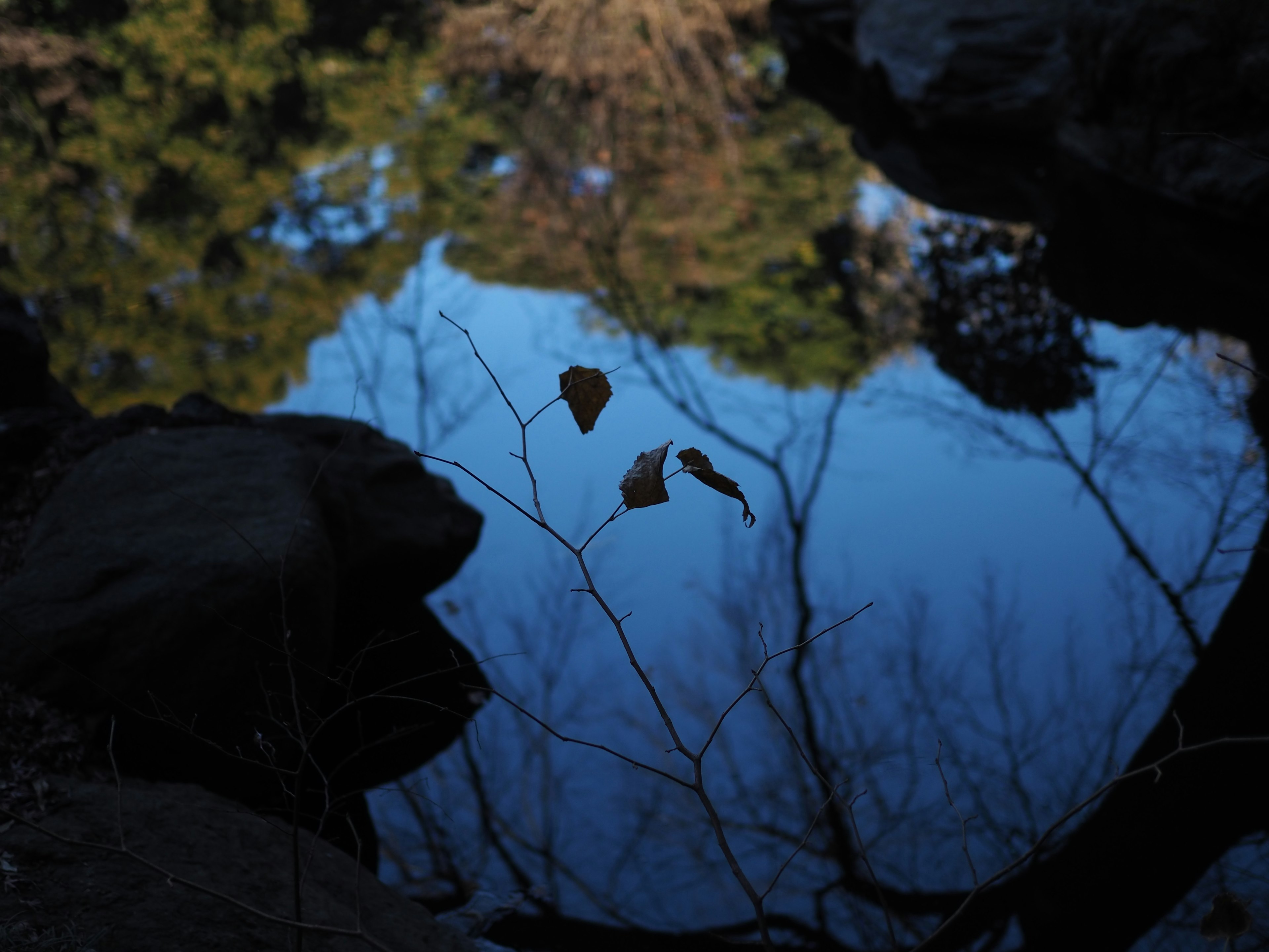 Calm pond reflecting leaves and trees on the water surface