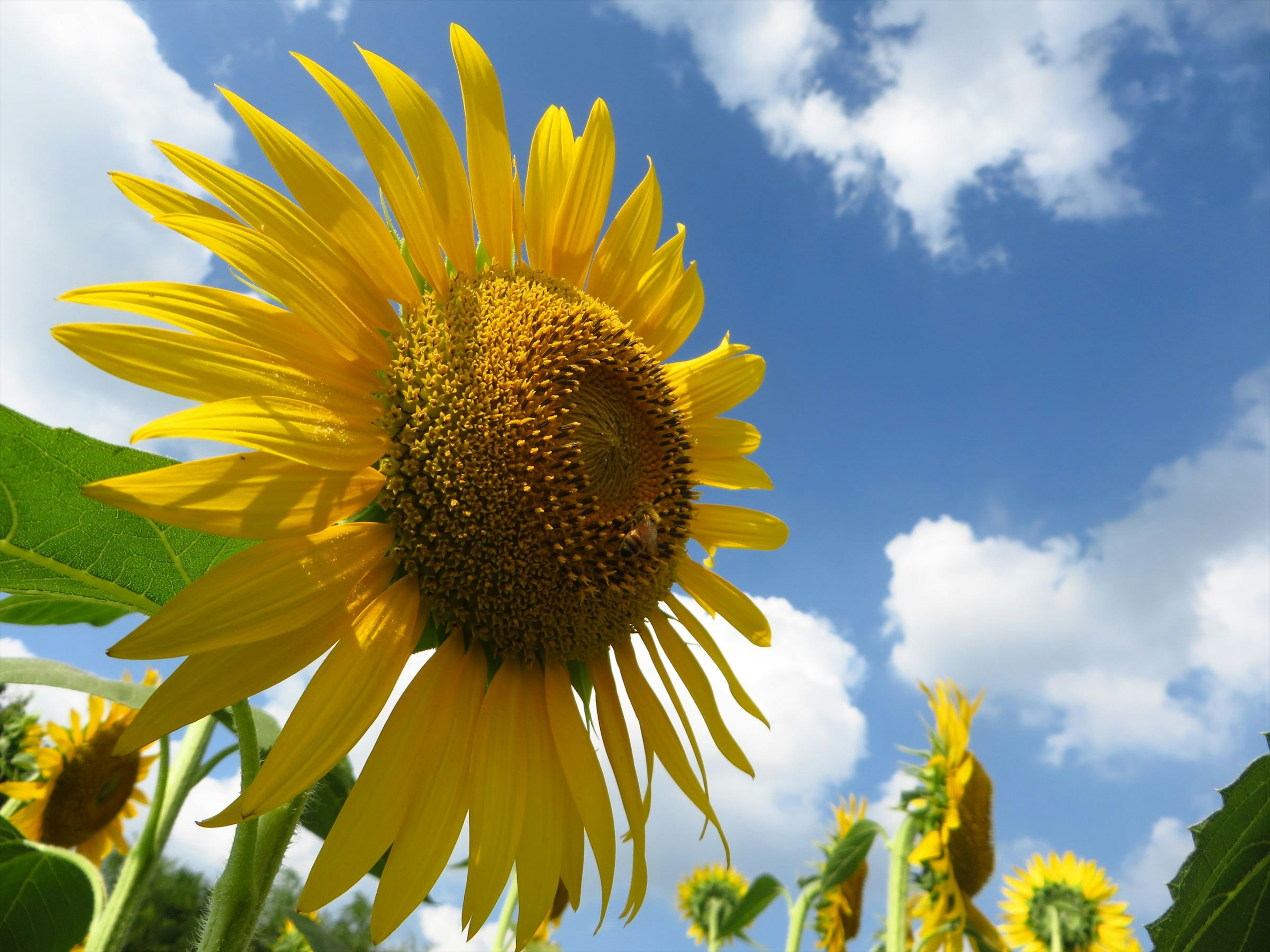 Helle gelbe Sonnenblume blüht vor blauem Himmel