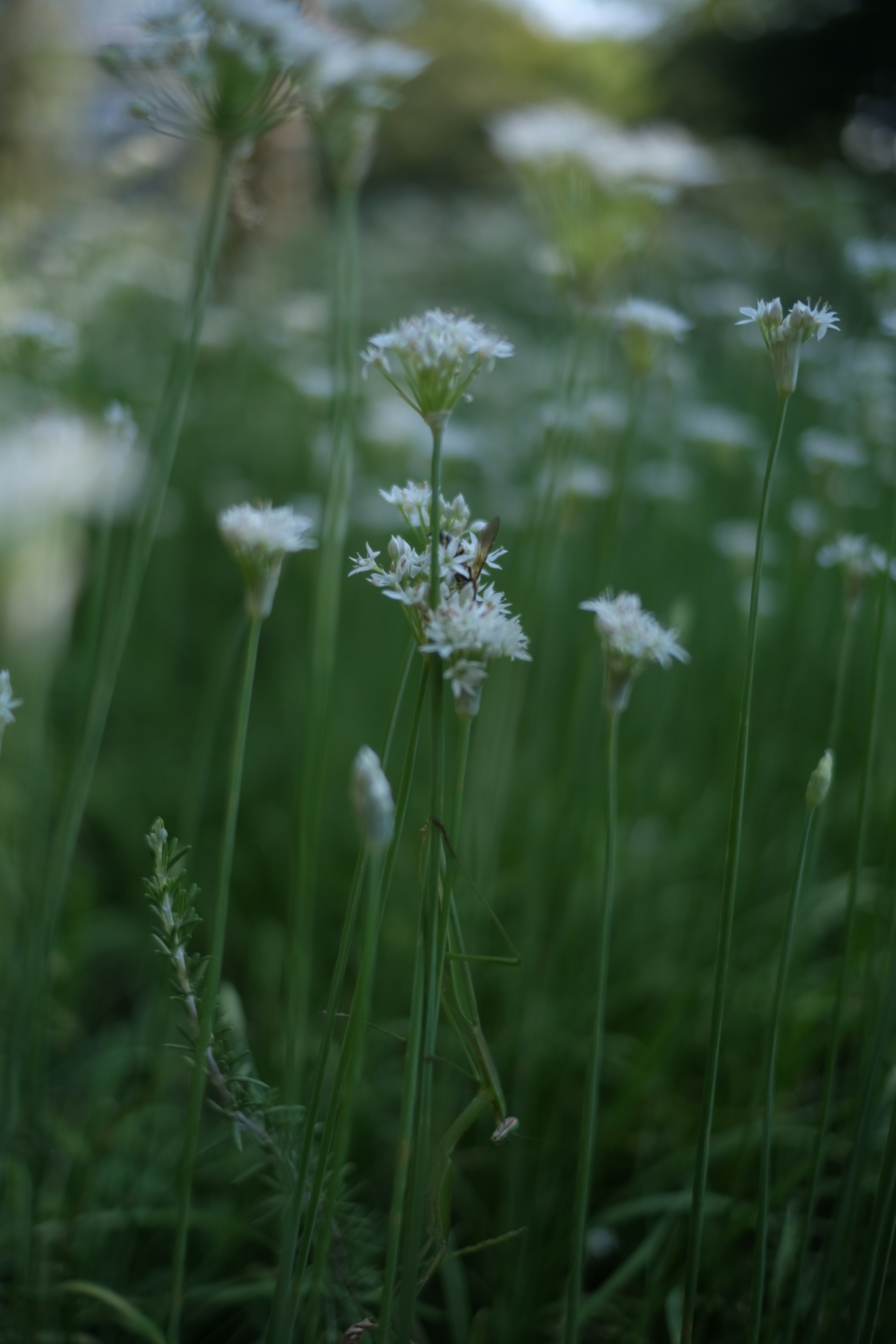 A field of green grass with small white flowers blooming