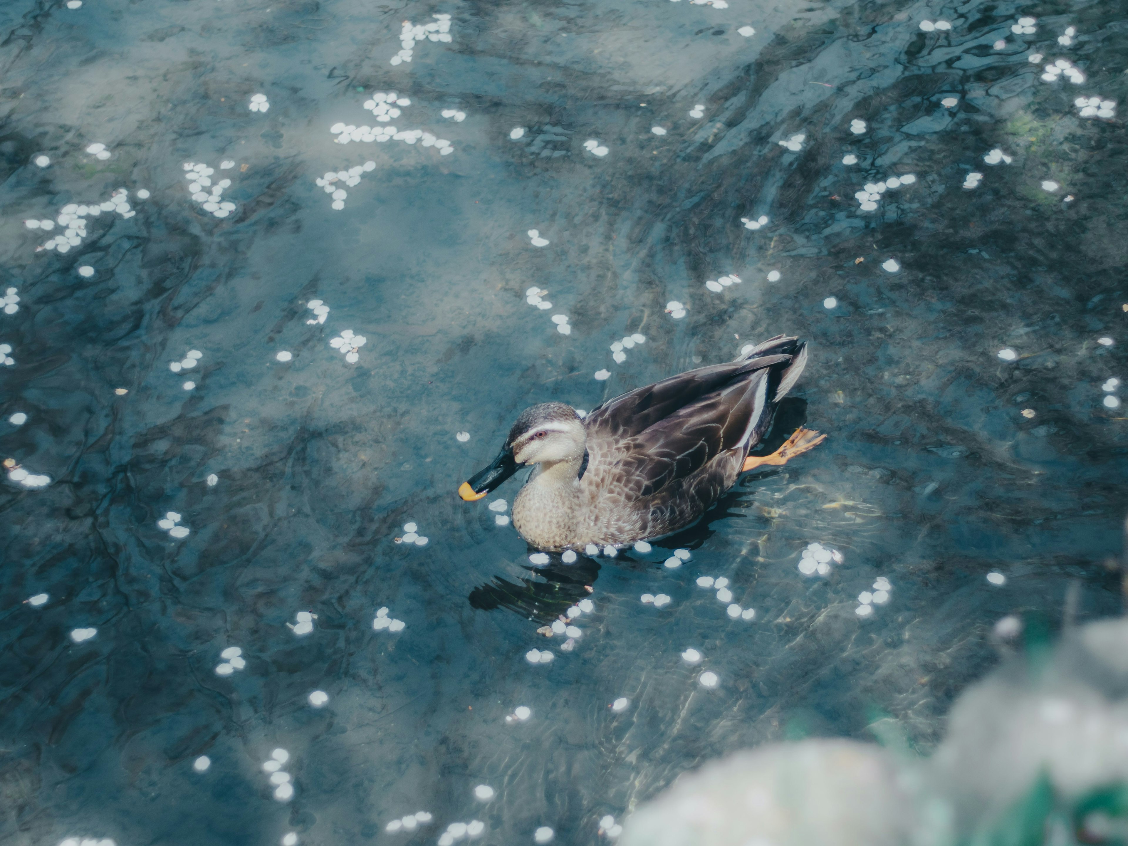 Un pato flotando en el agua rodeado de pétalos de flores