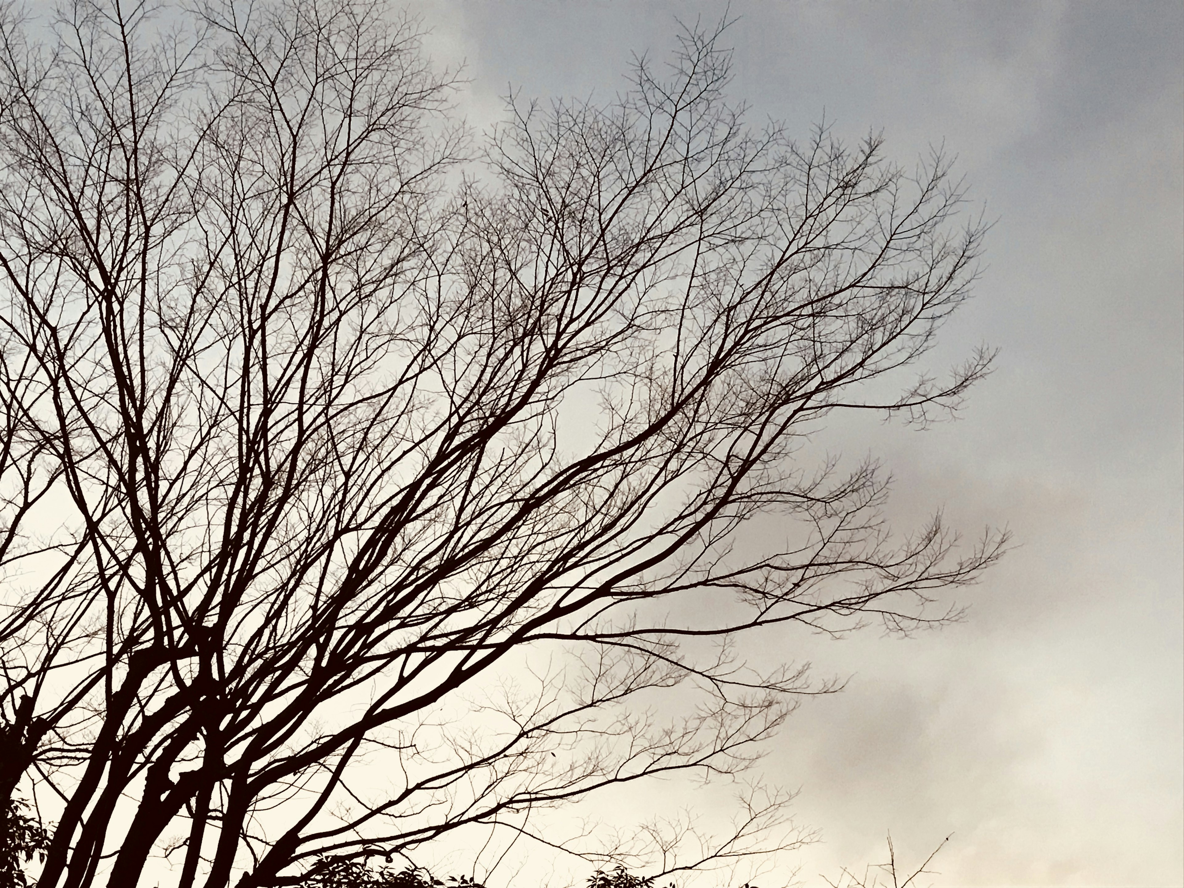 Branches d'arbre nues contre un ciel d'hiver nuageux