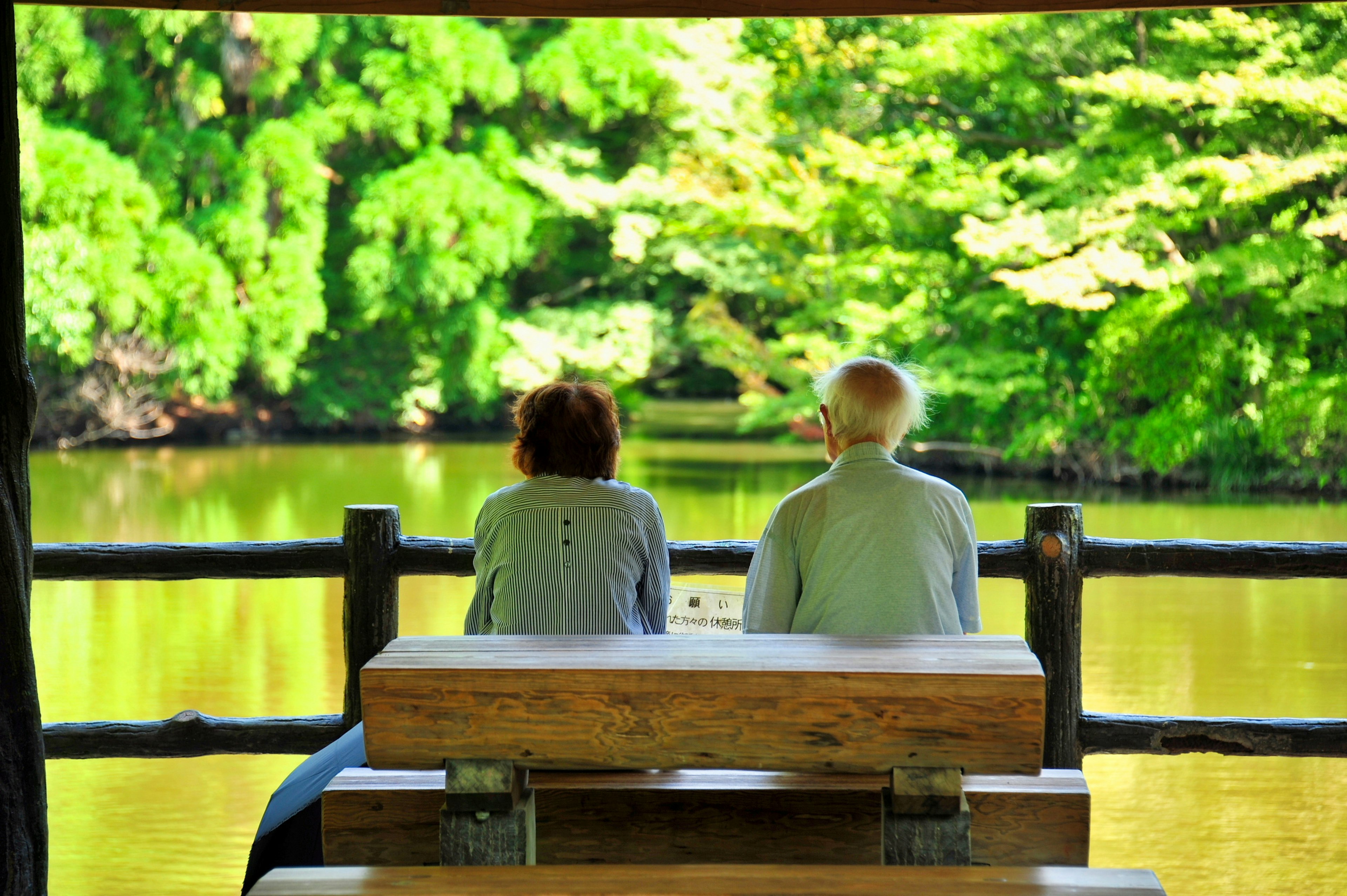 Elderly couple sitting by a tranquil pond surrounded by lush greenery