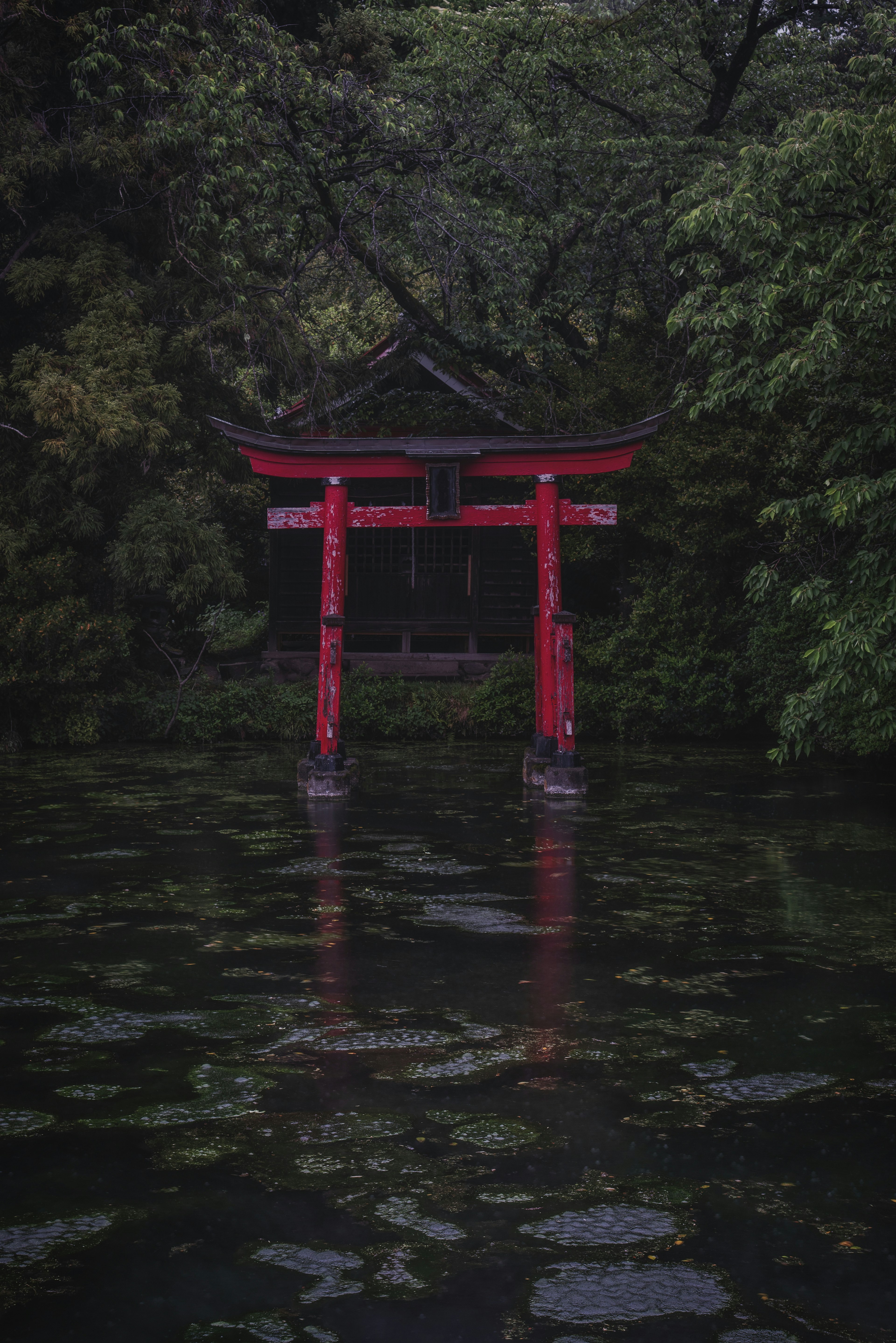 Cổng torii đỏ phản chiếu trong ao được bao quanh bởi cây cối xanh tươi