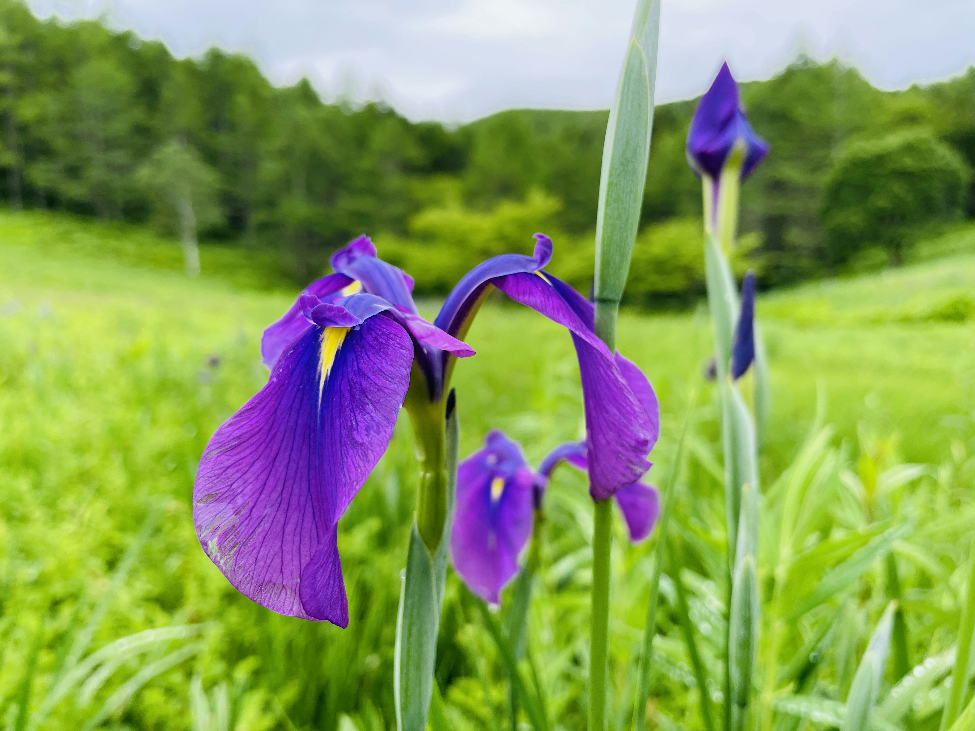 Bellissimo paesaggio con fiori viola che sbocciano in un campo erboso