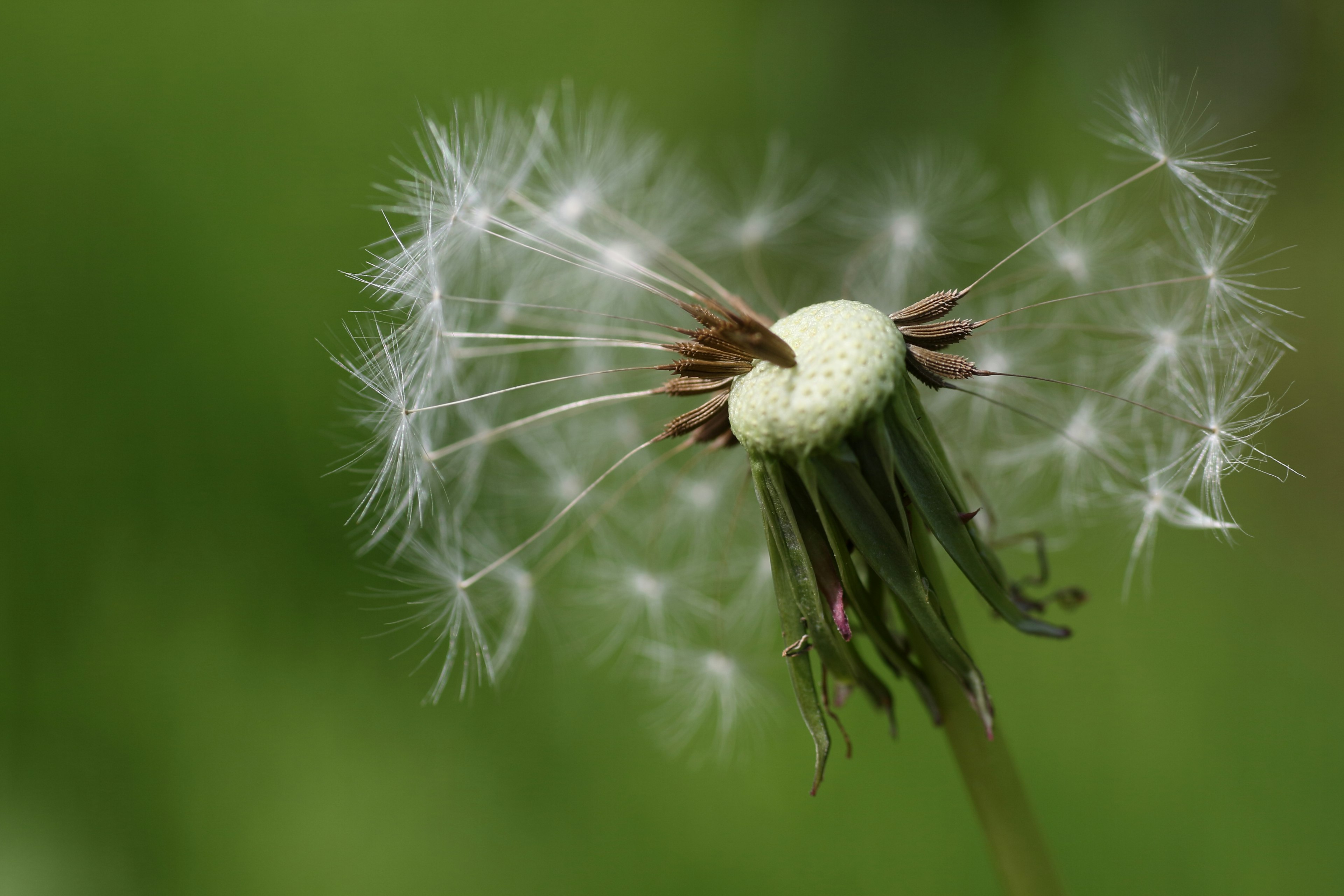 Biji dandelion menyebar di latar belakang hijau