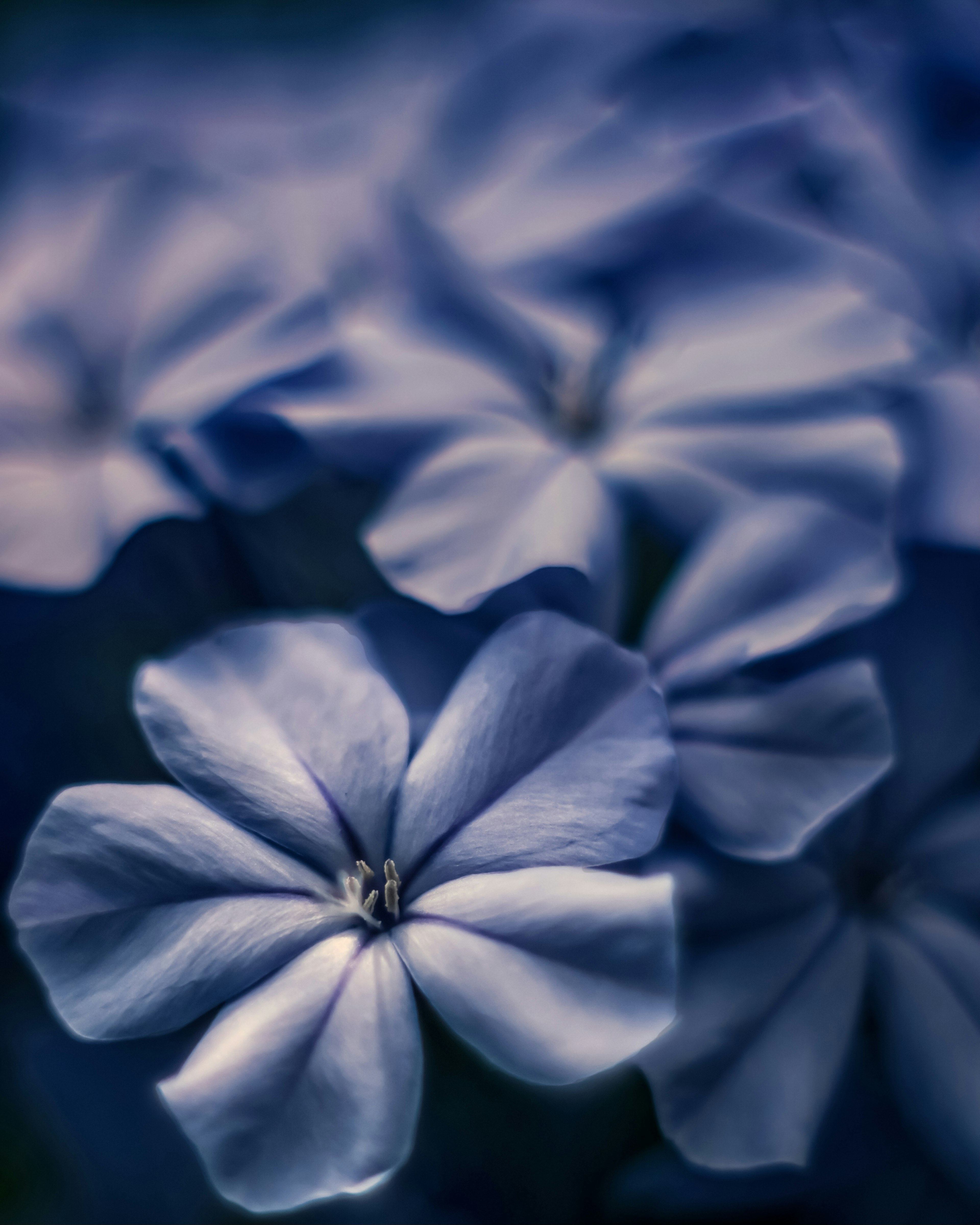 Nahaufnahme von zarten blauen Blumen mit weichem, unscharfem Hintergrund