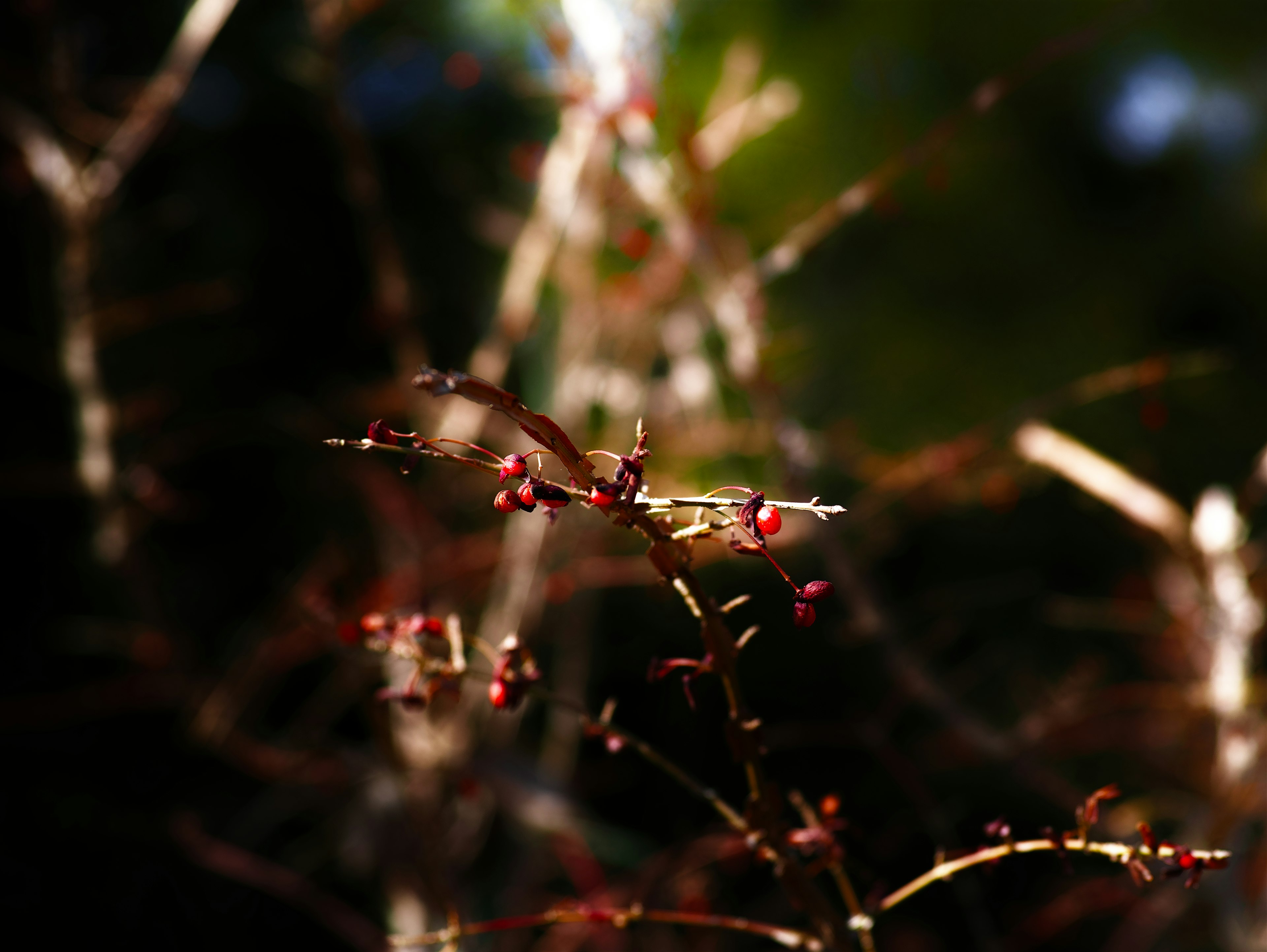 Dünne Äste mit auffälligen roten Knospen vor dunklem Hintergrund