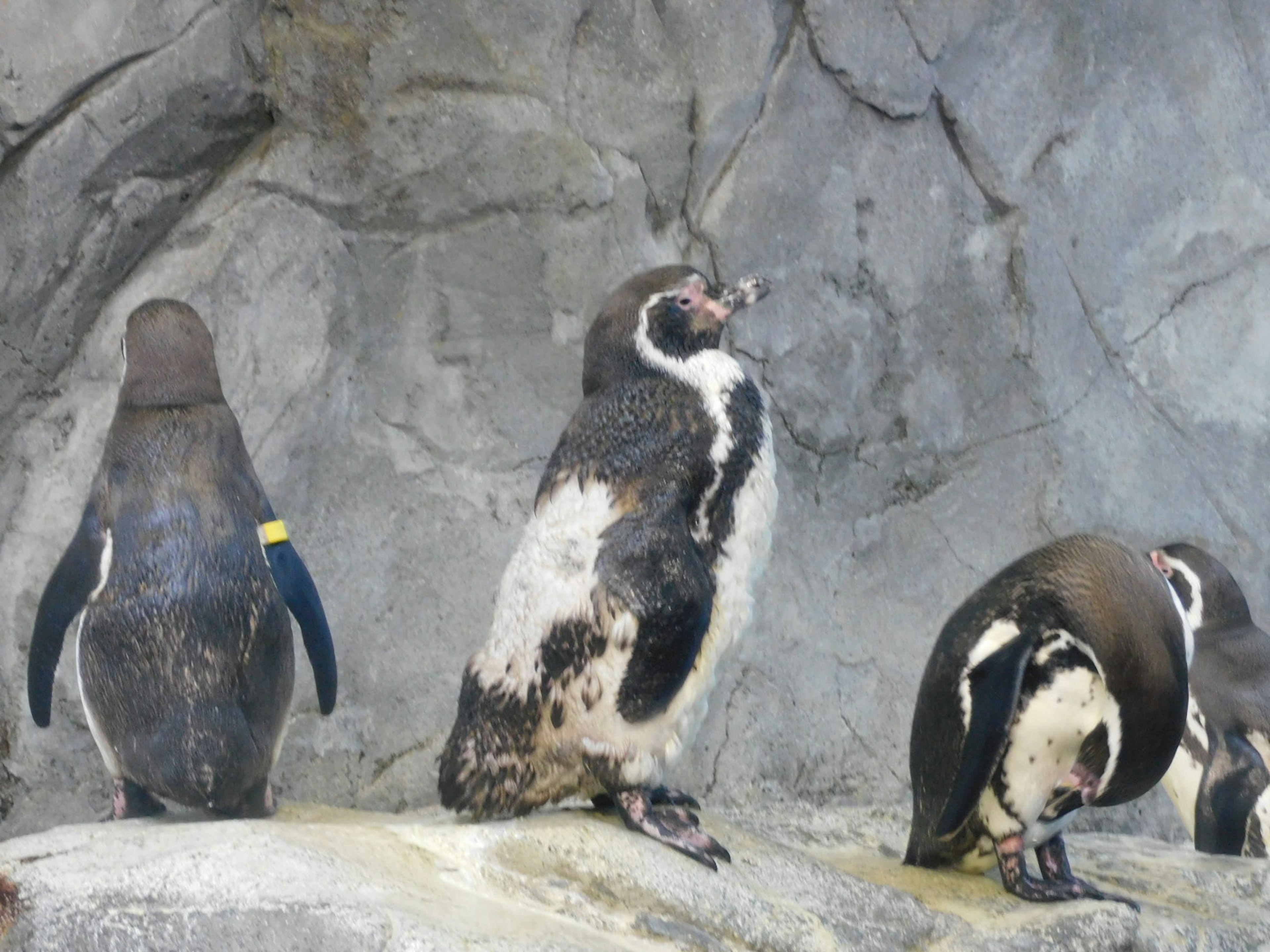 Three penguins standing in front of a rocky background