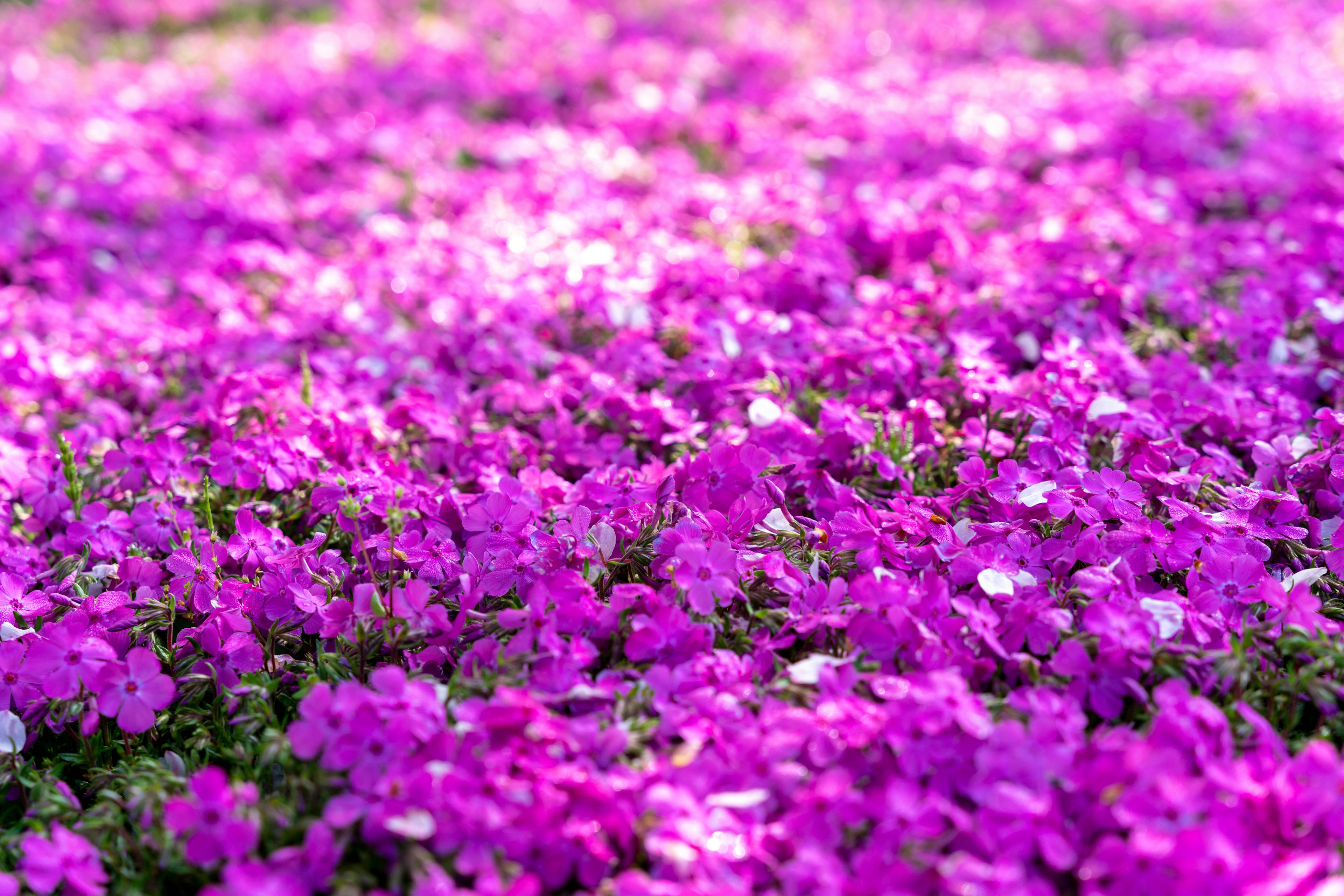 Flores rosas vibrantes cubriendo el suelo