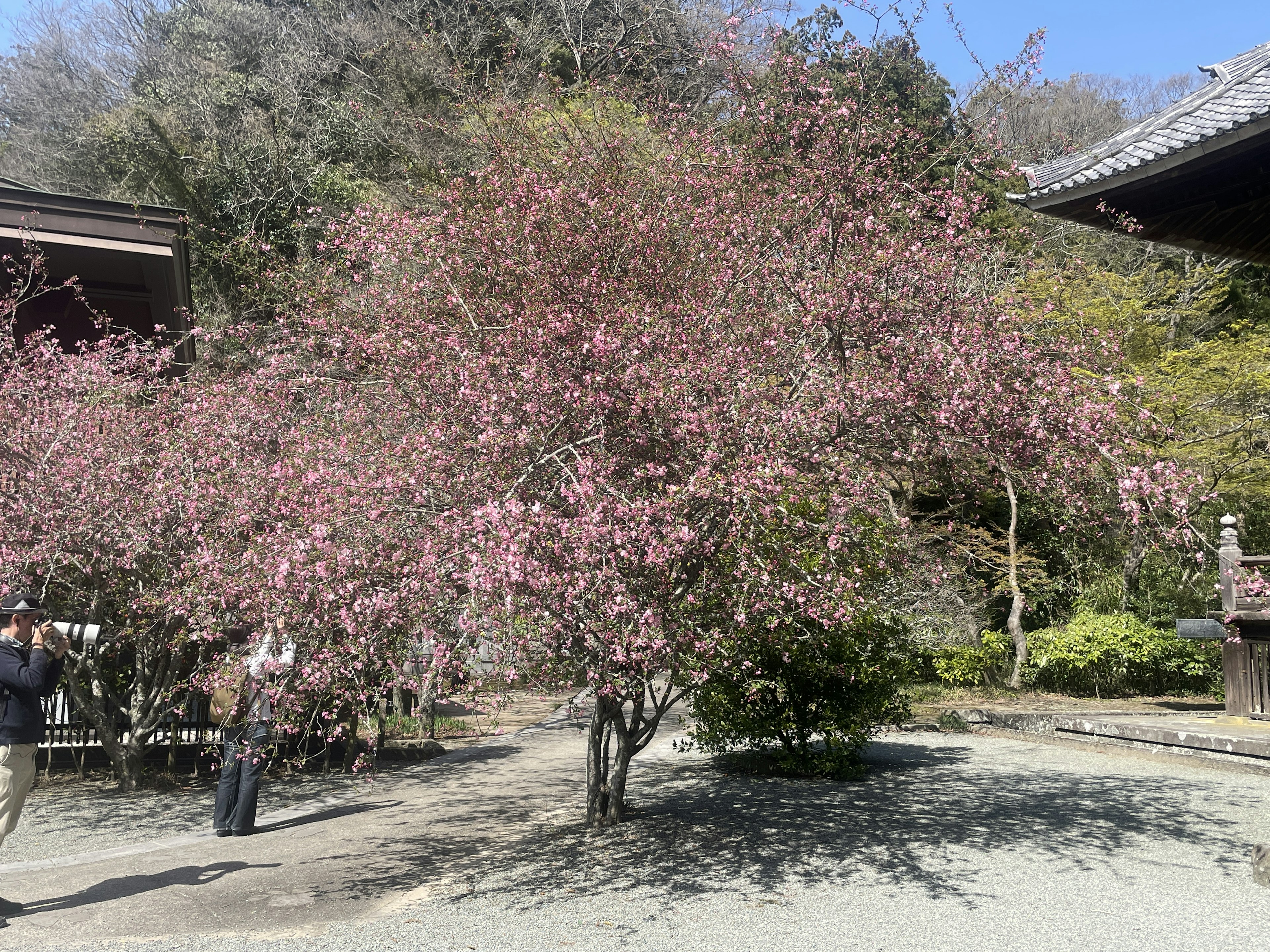 桜の木が満開の庭園の風景と訪問者