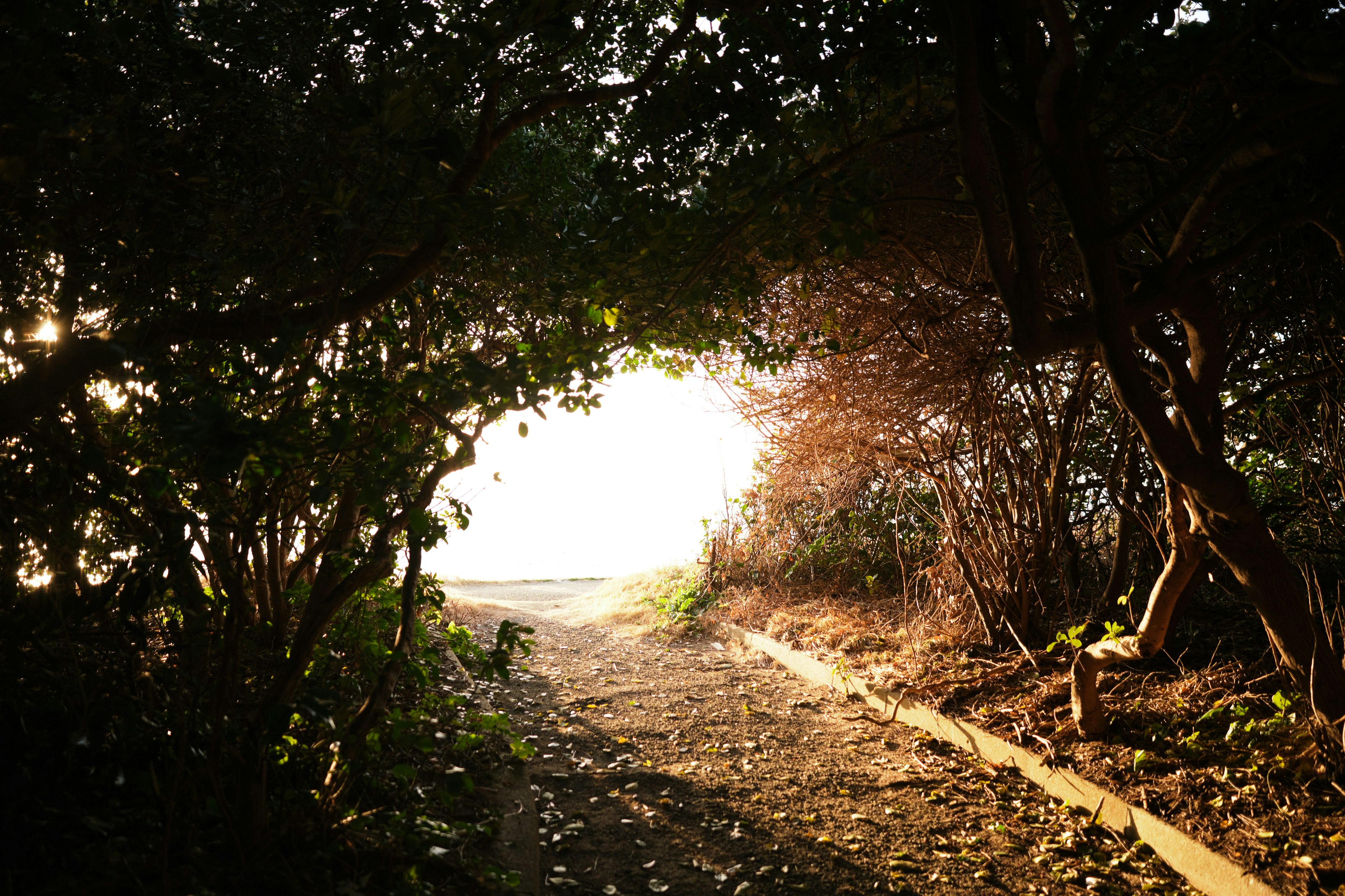 Sentier encadré par des arbres menant à une lumière brillante