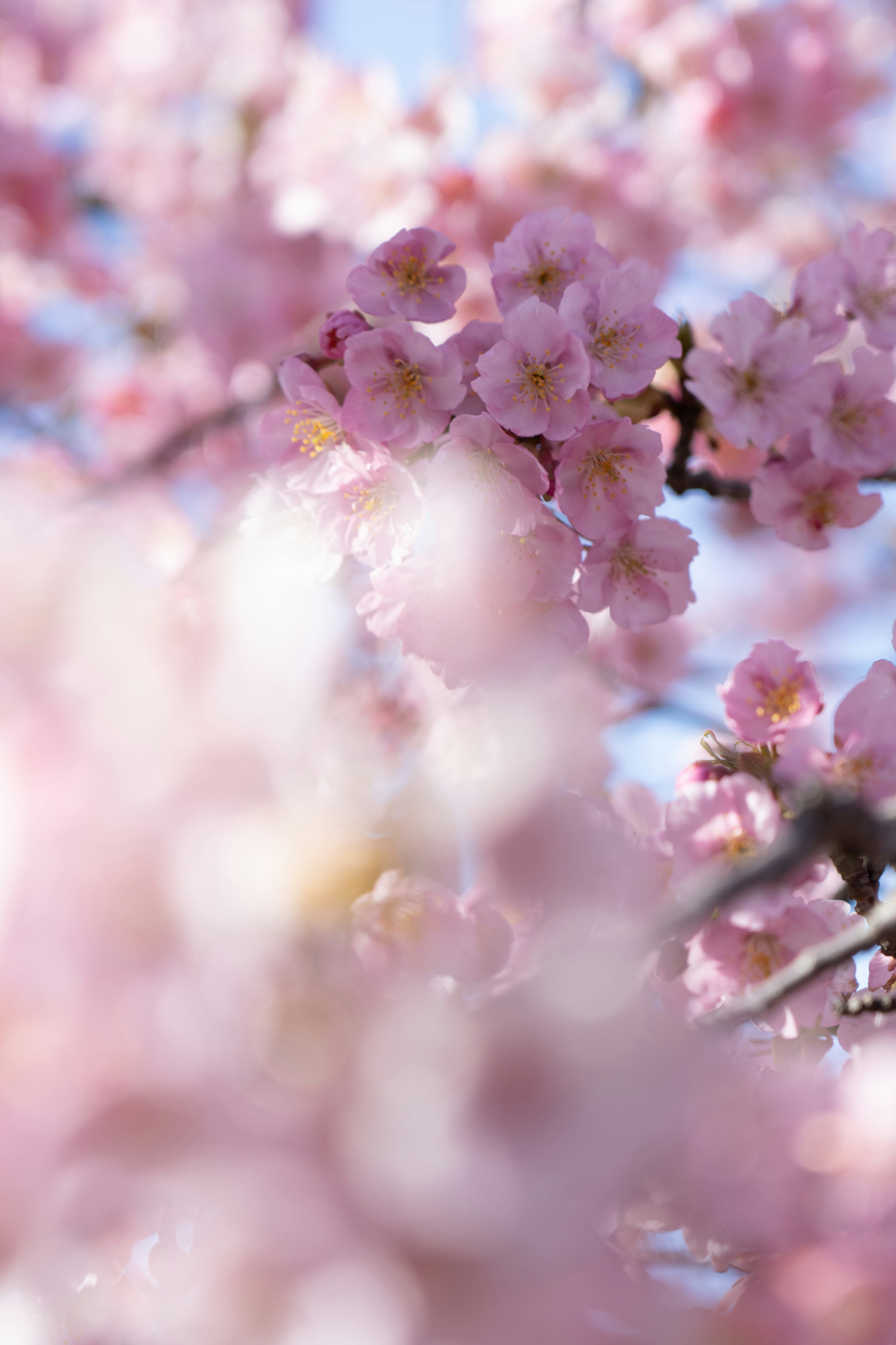 Blurry image of cherry blossom branches in full bloom