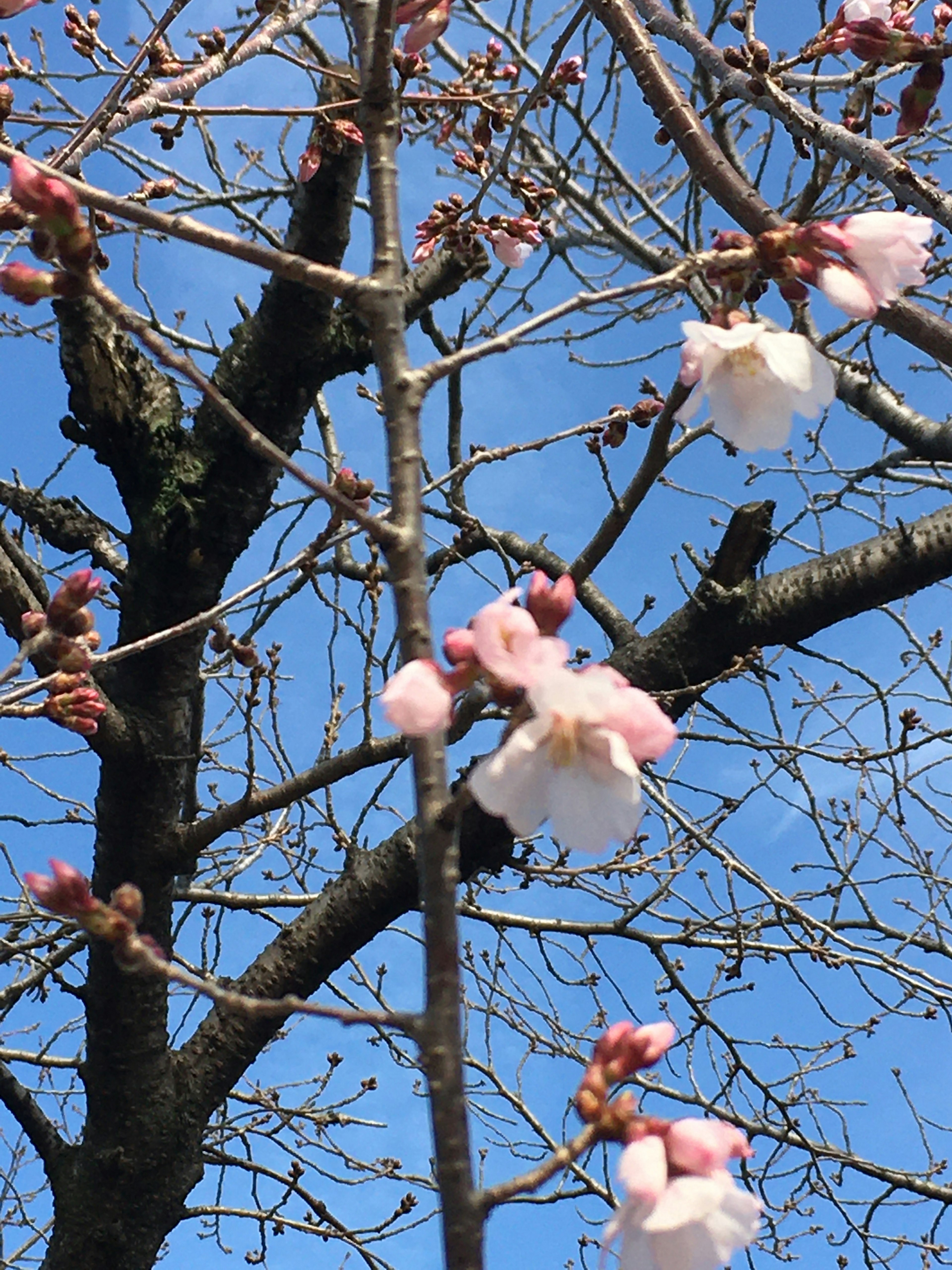 Kirschbaum mit rosa Blüten und Knospen unter einem blauen Himmel