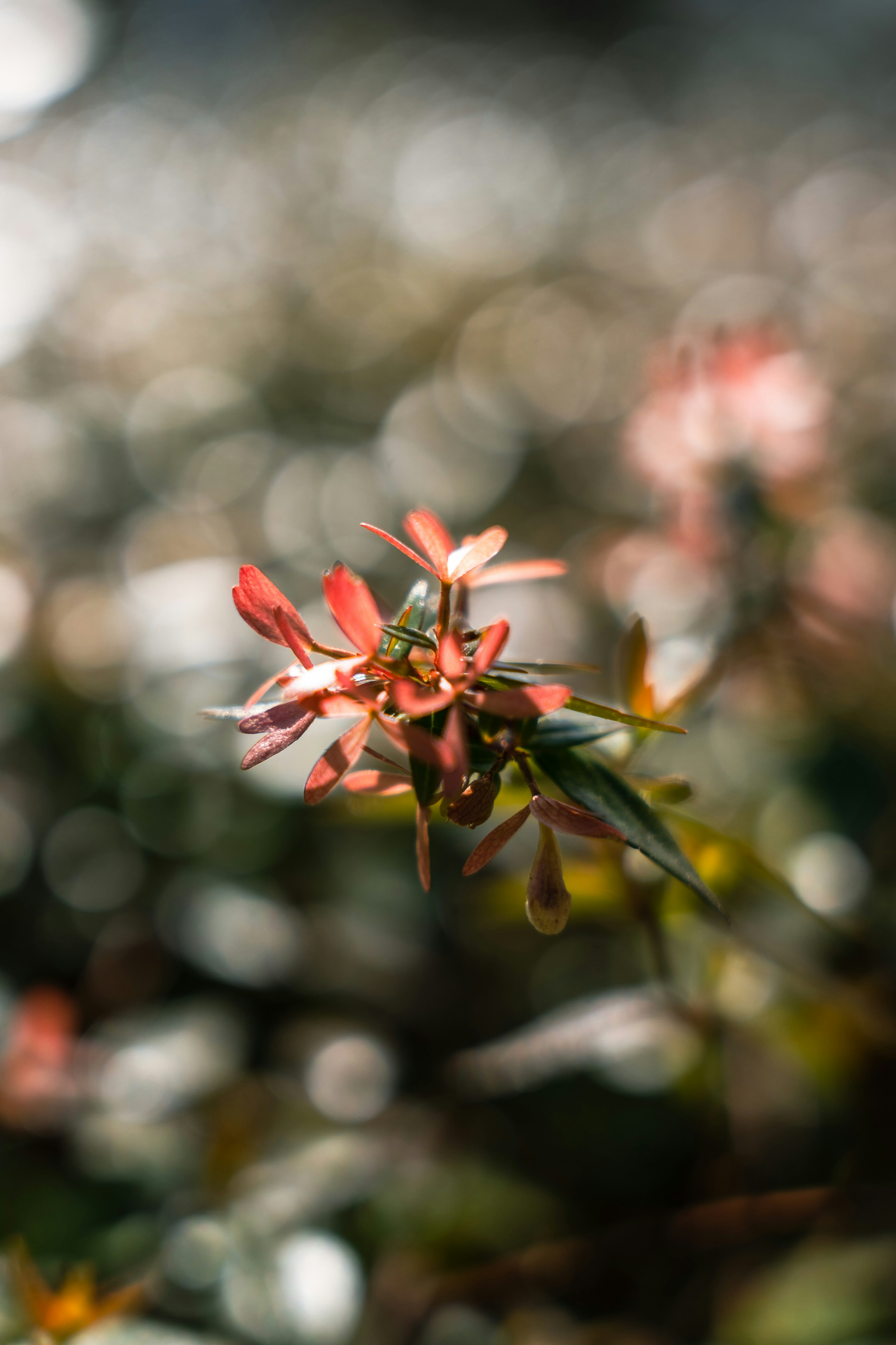 Un fiore rosso vivace con uno sfondo sfocato e un effetto bokeh morbido