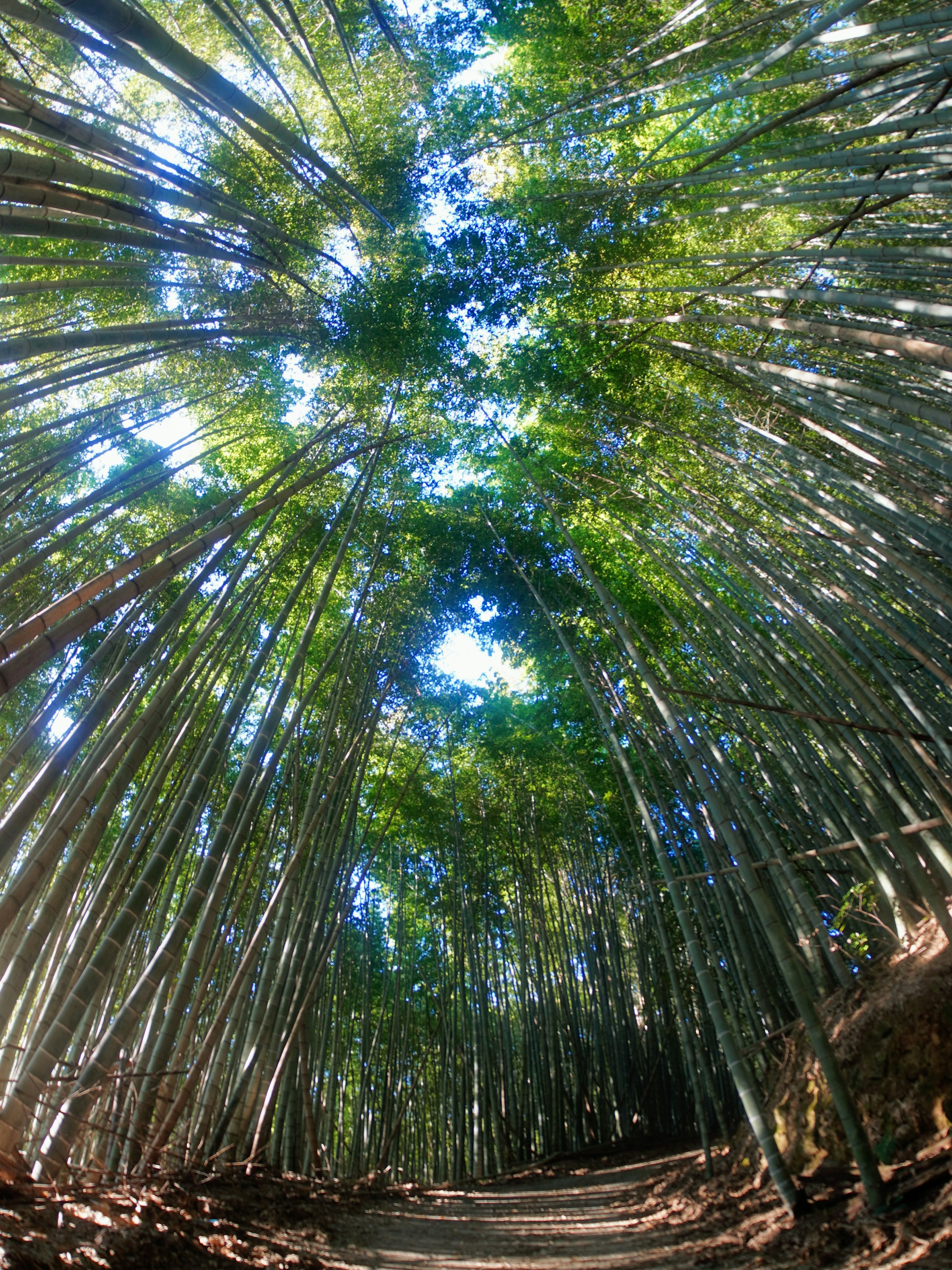 竹林の中を見上げる美しい風景 緑の葉が広がり 青空が見える