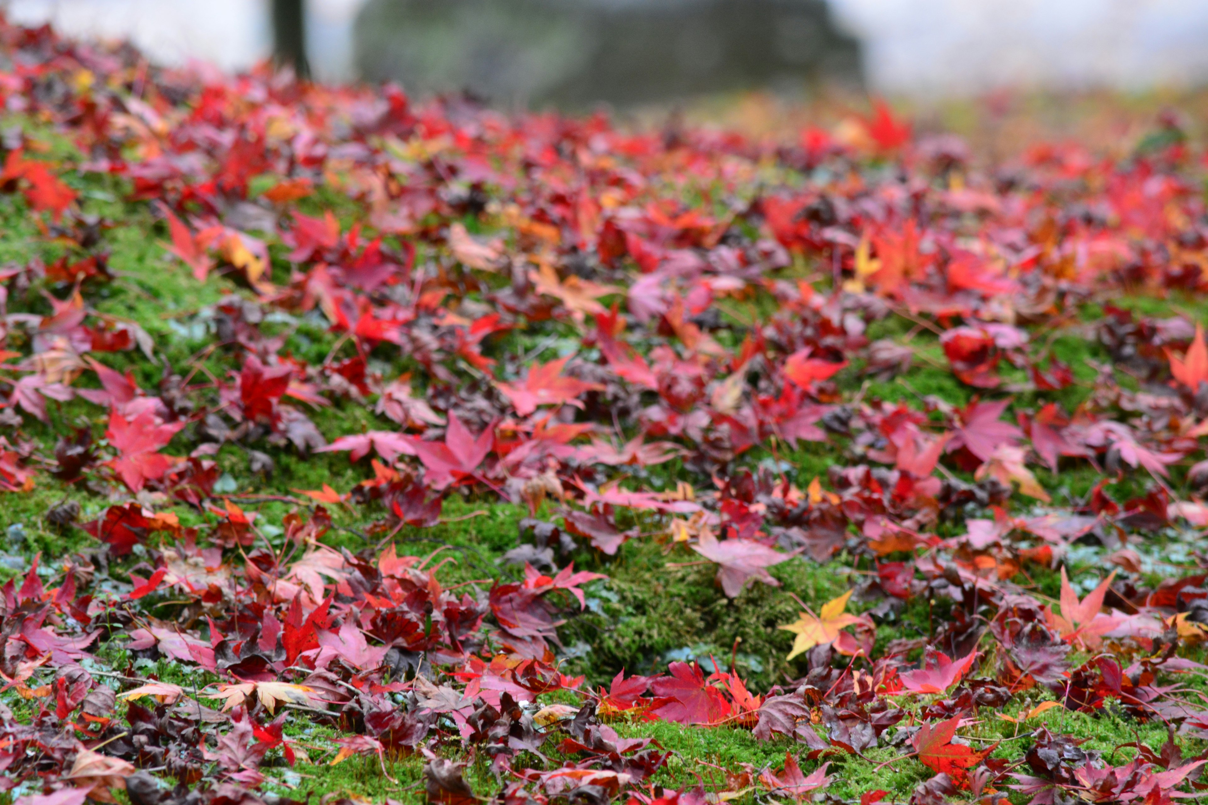 A vibrant carpet of red and orange autumn leaves on green ground