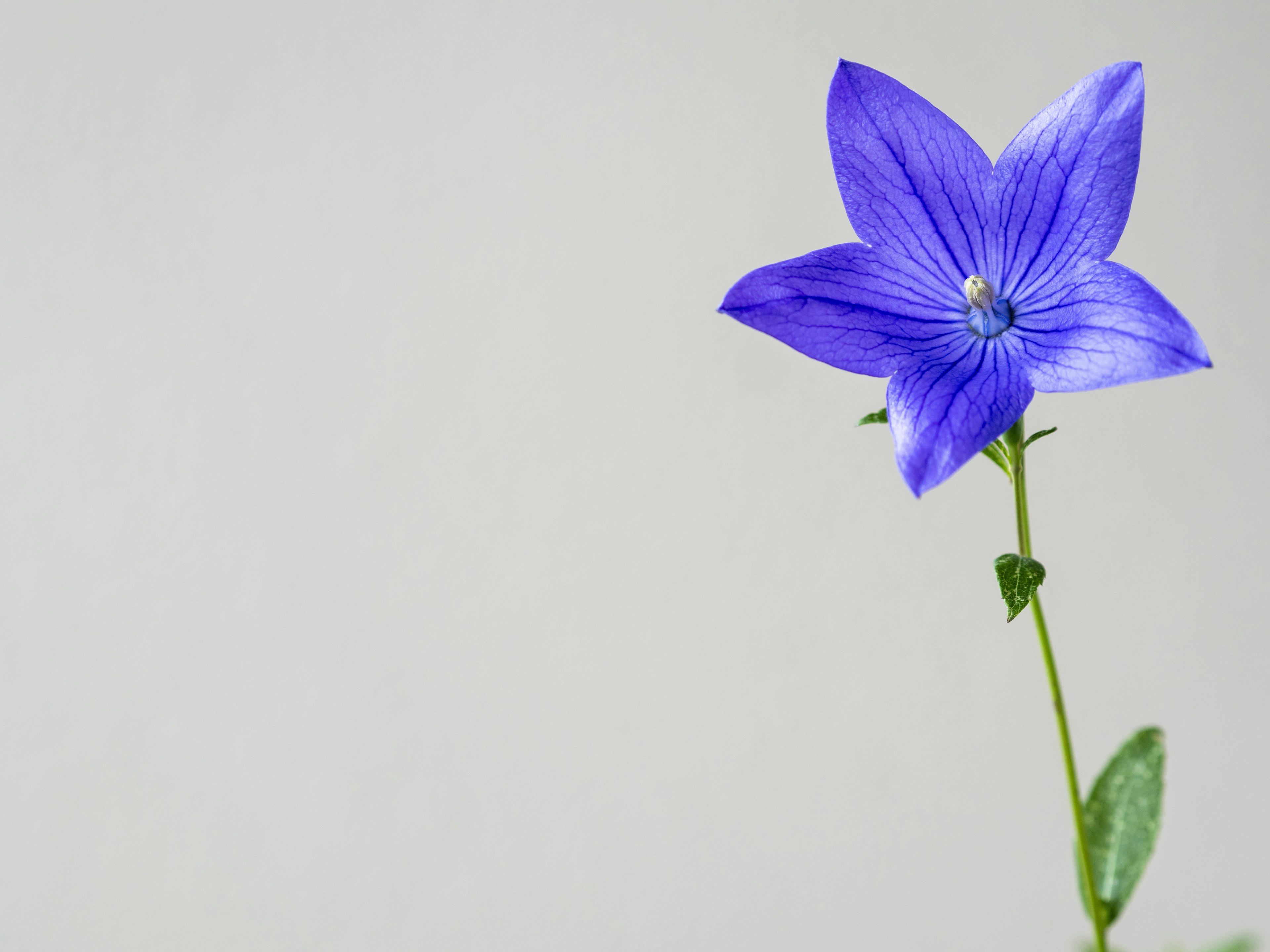 Eine einzelne lila Blume auf einem schlanken Stängel vor einem einfachen Hintergrund