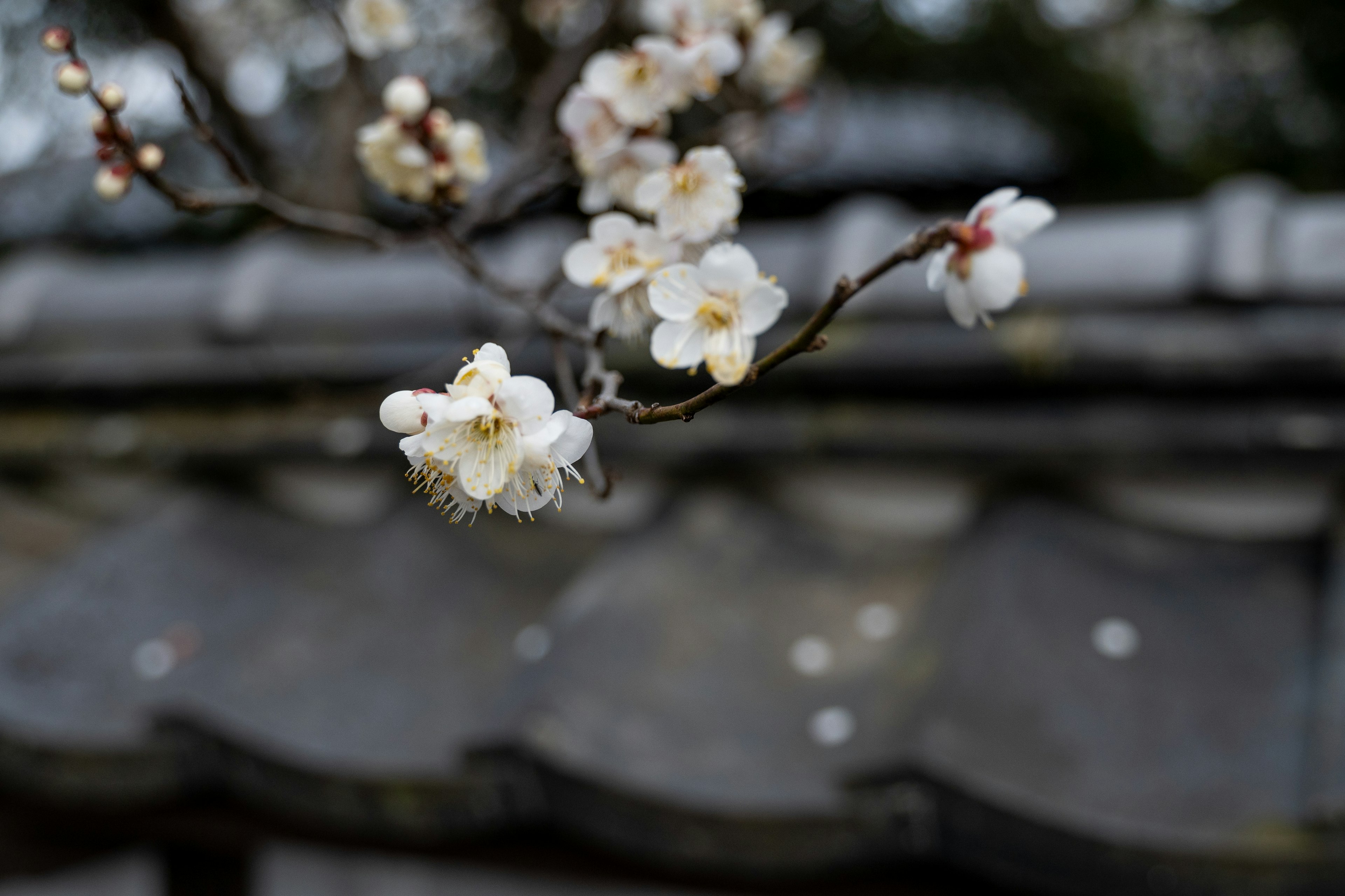 Branche avec des fleurs blanches devant un vieux toit en tuiles