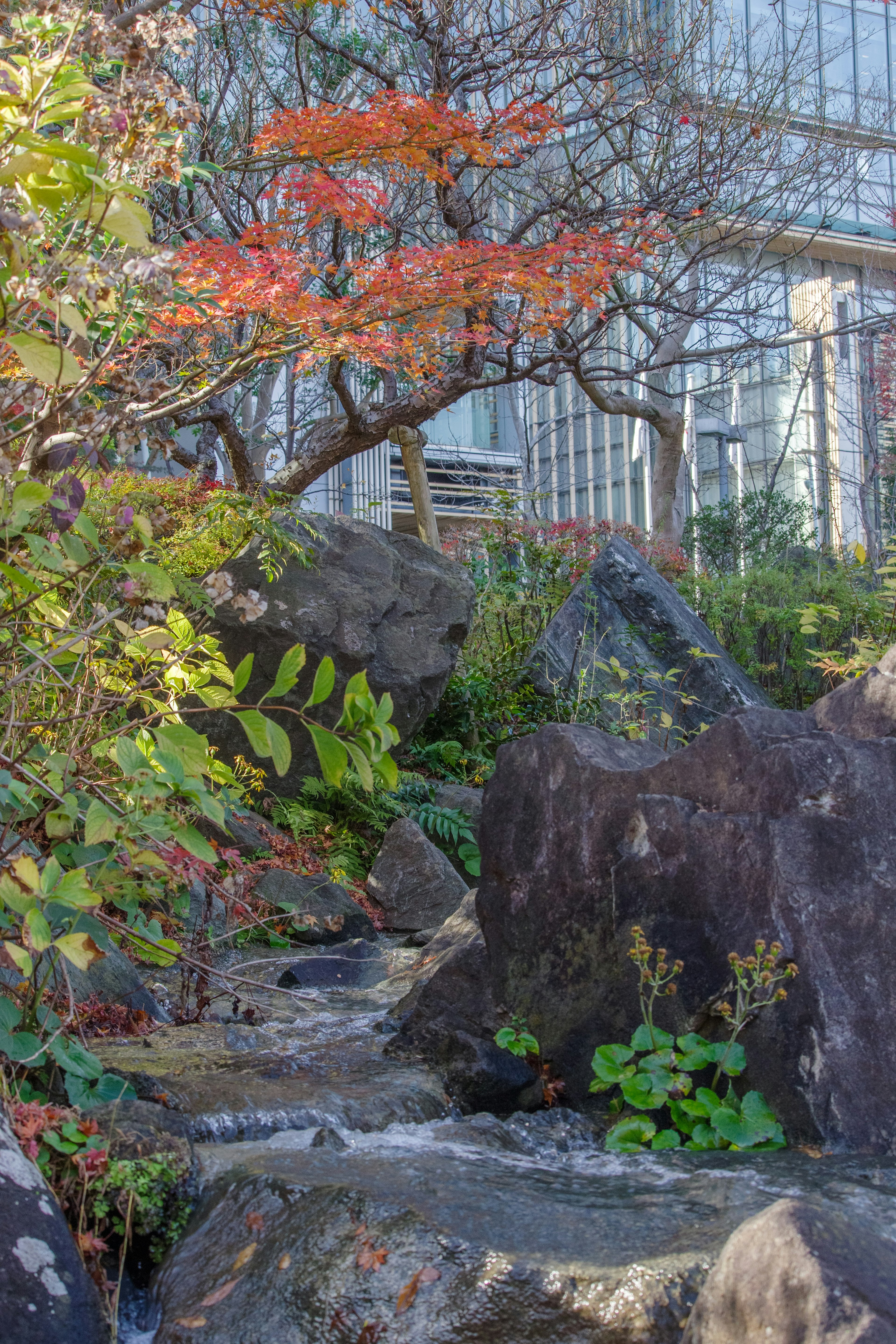 Ein ruhiger Garten mit einem fließenden Bach und Herbstlaub