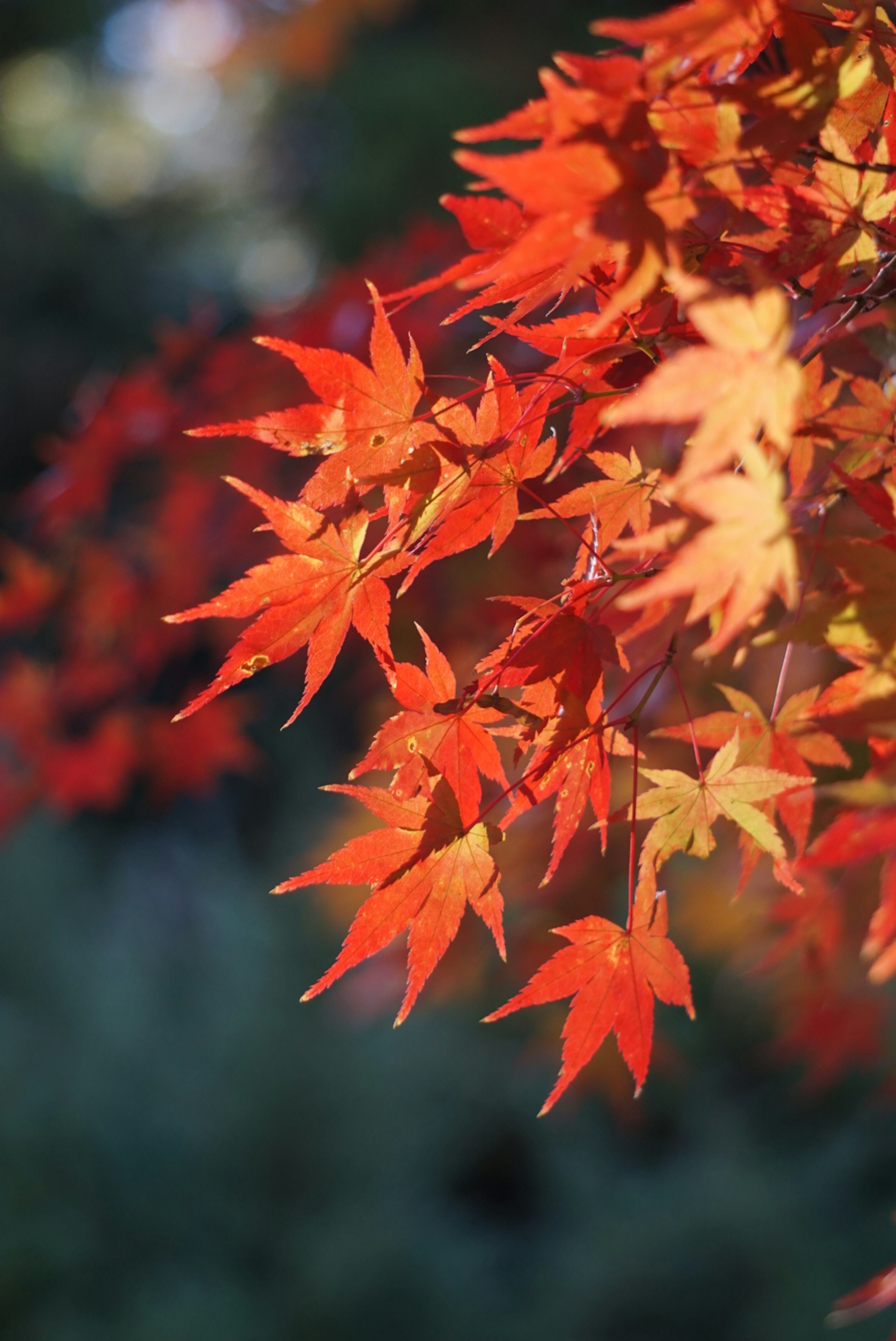 Vibrant red maple leaves illuminated by sunlight