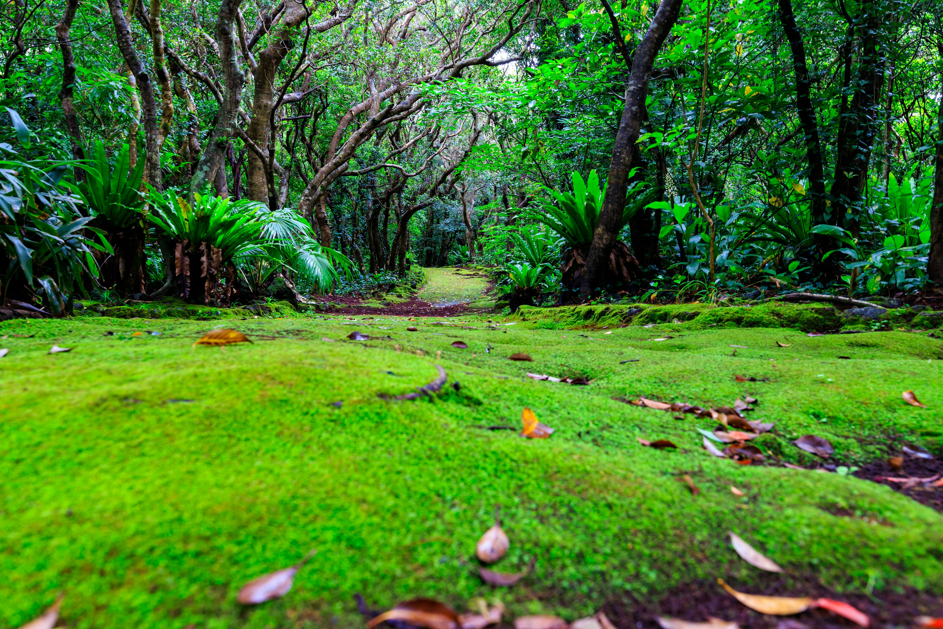 Lush green forest path covered in moss surrounded by dense trees and plants