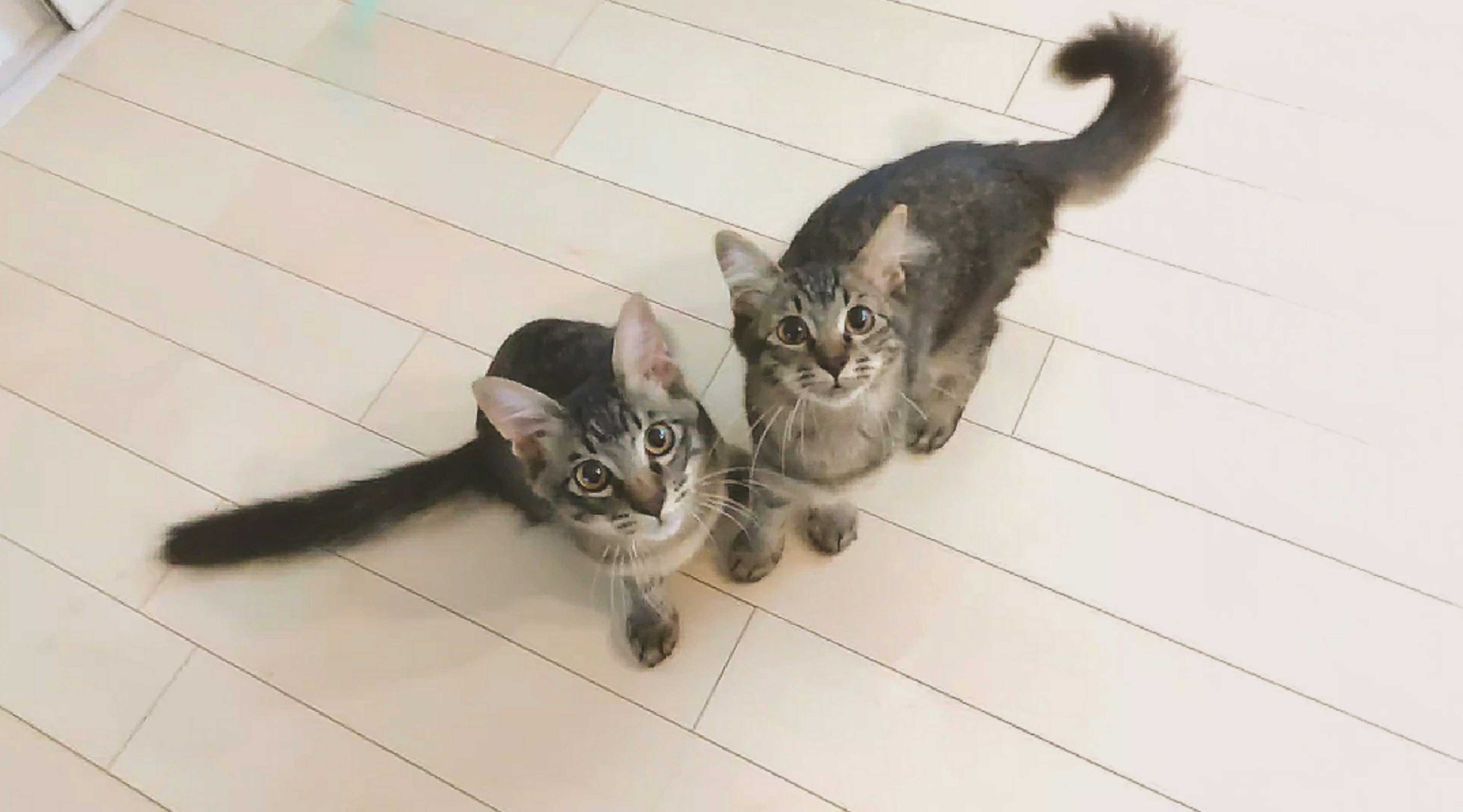 Two cats sitting on the floor