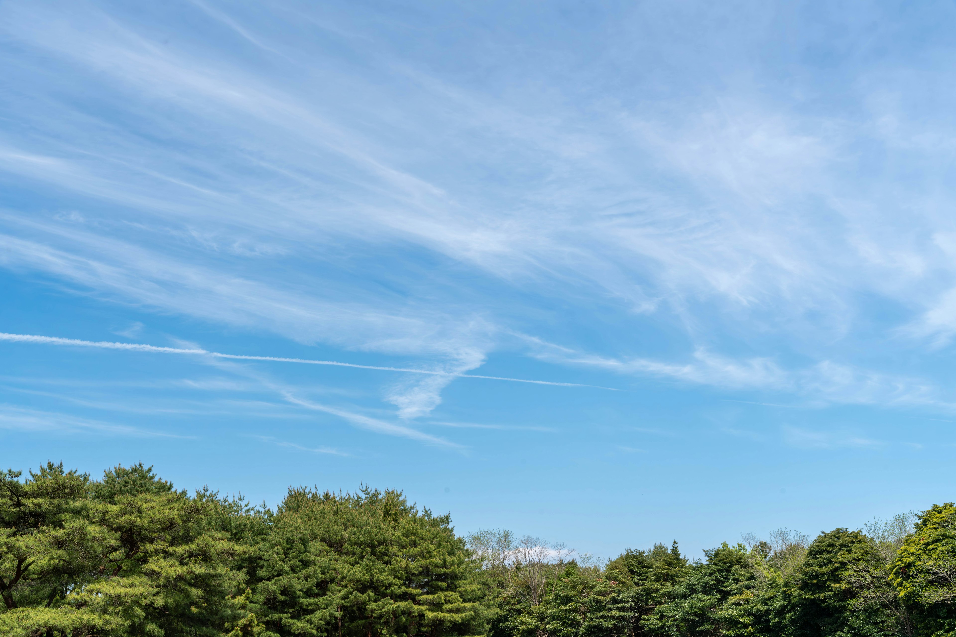 Ein klarer blauer Himmel mit weißen Wolken und grünen Bäumen darunter