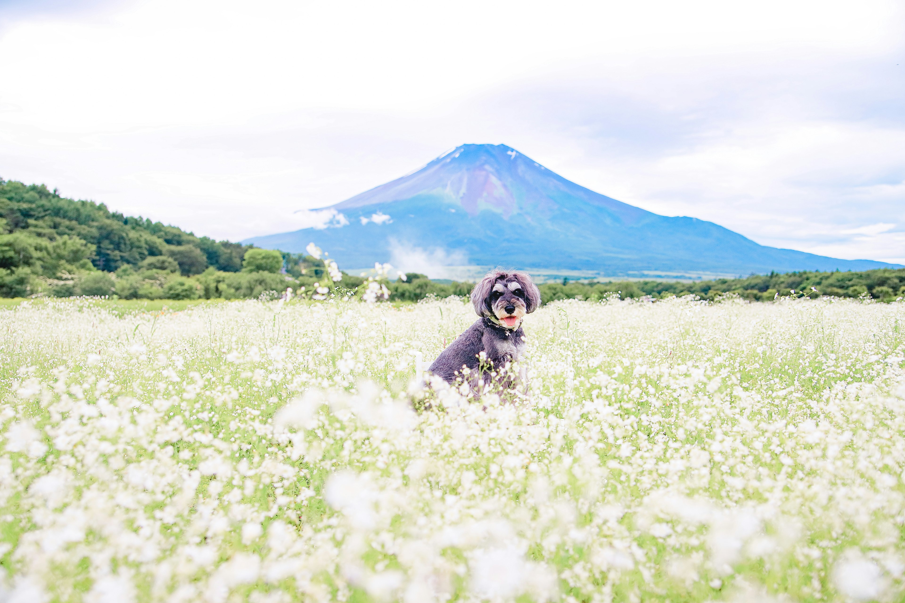 Perro jugando en un campo con fondo de montaña