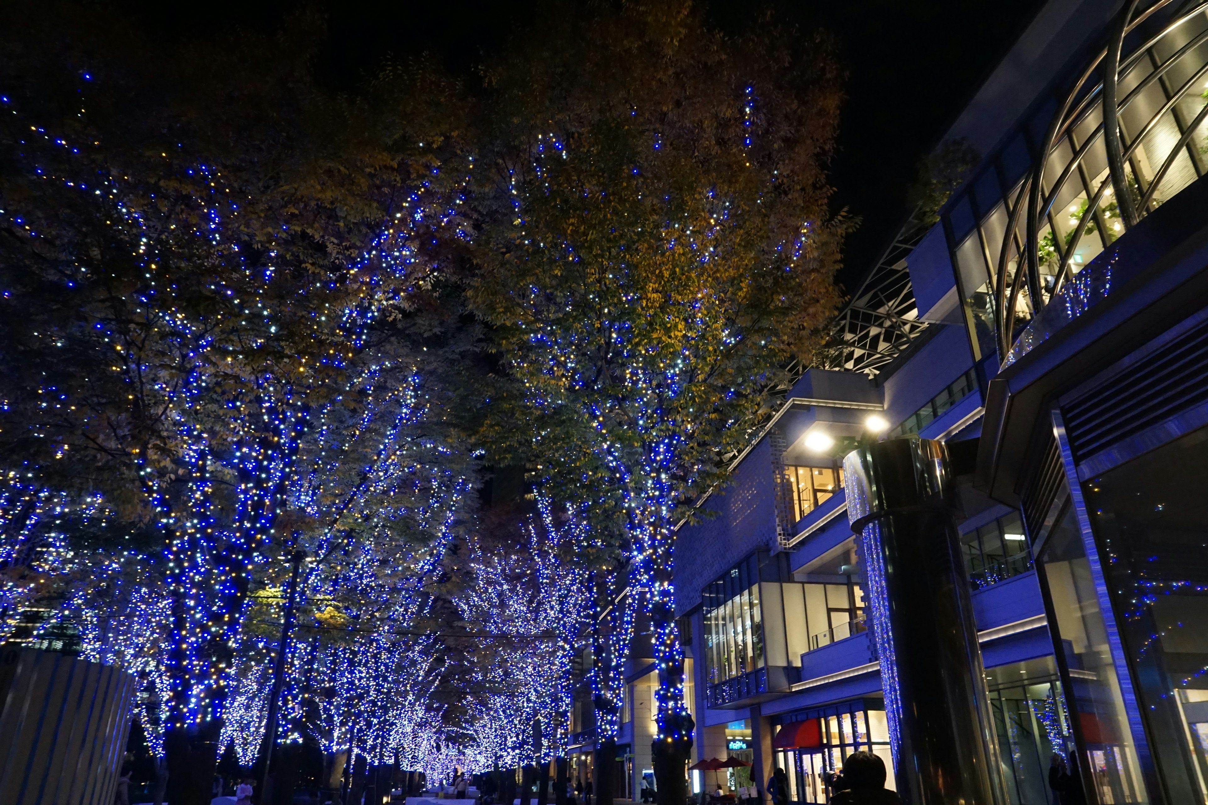 Bellissimi alberi illuminati di blu in un paesaggio urbano notturno