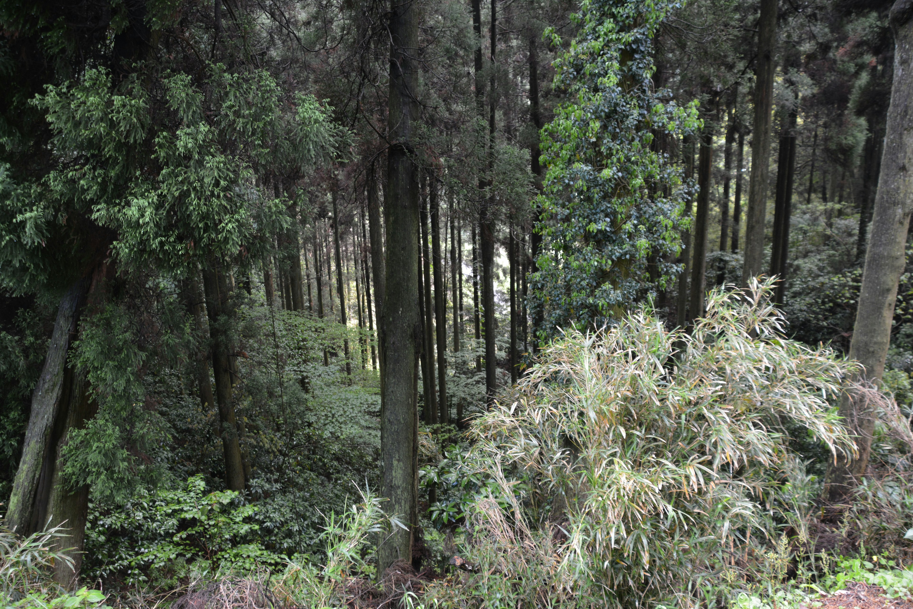 濃い緑の木々が生い茂る森林の風景