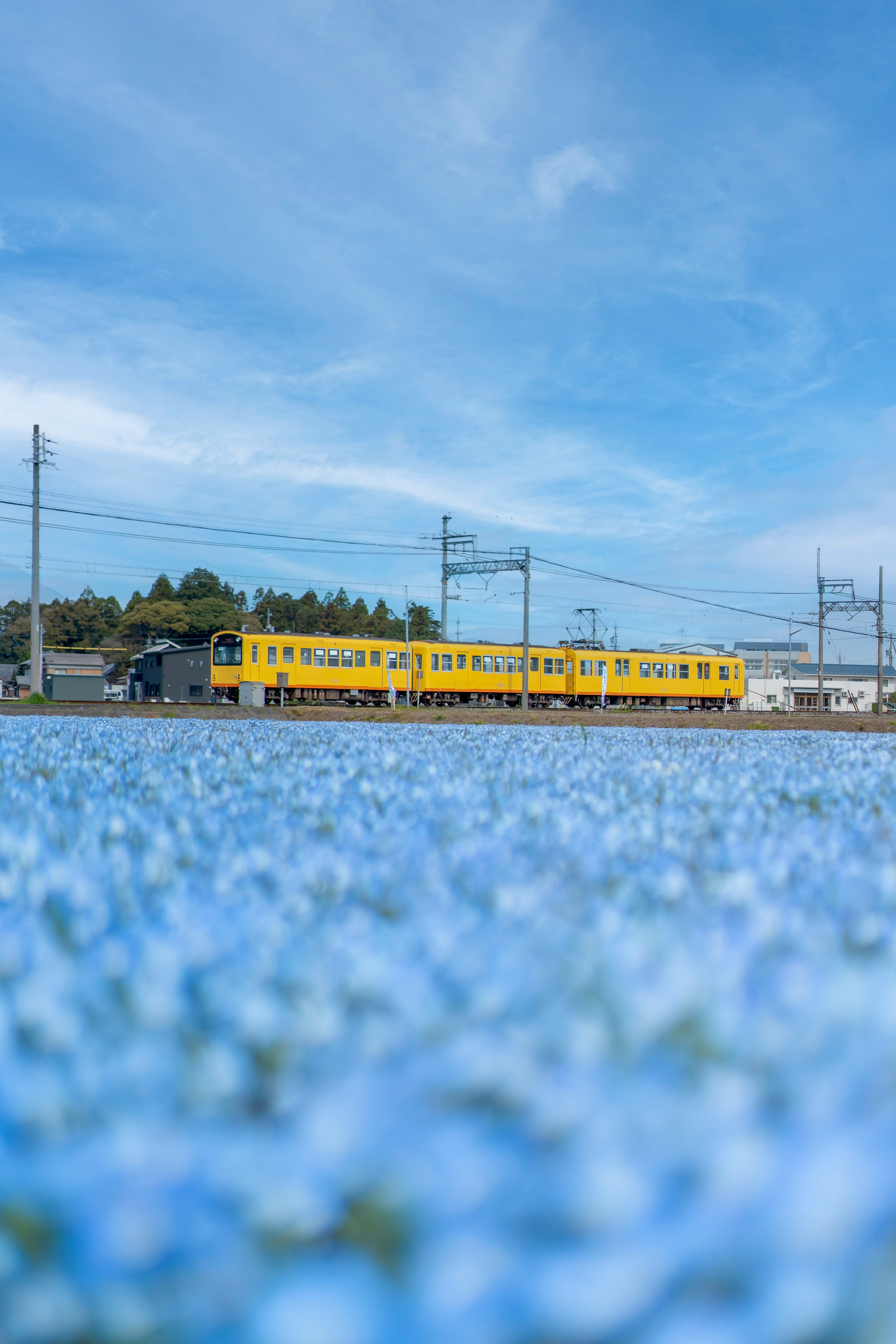 青い花の前を走る黄色い電車と青空