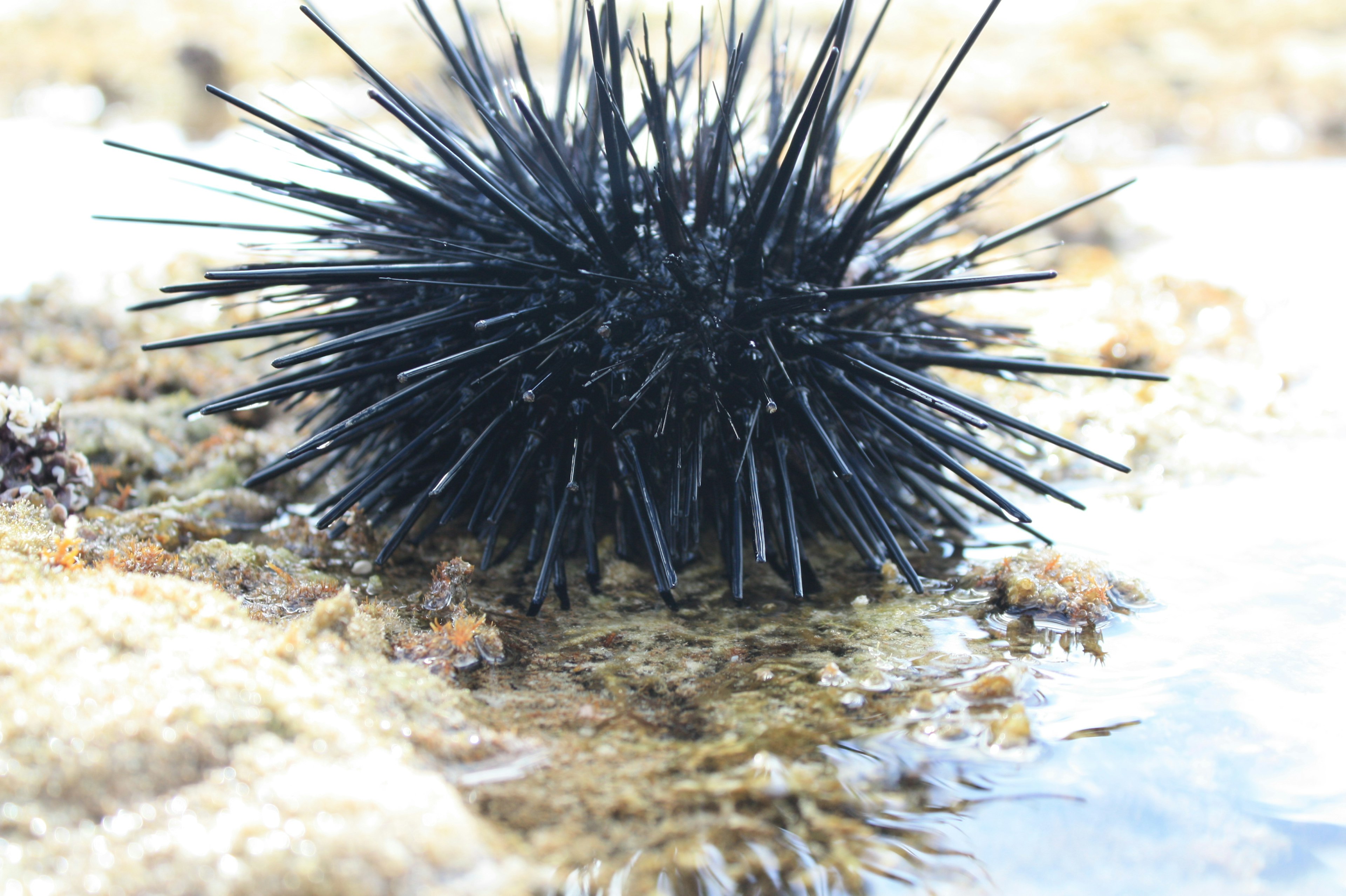 海の生物である黒いウニが水中に浮かんでいる