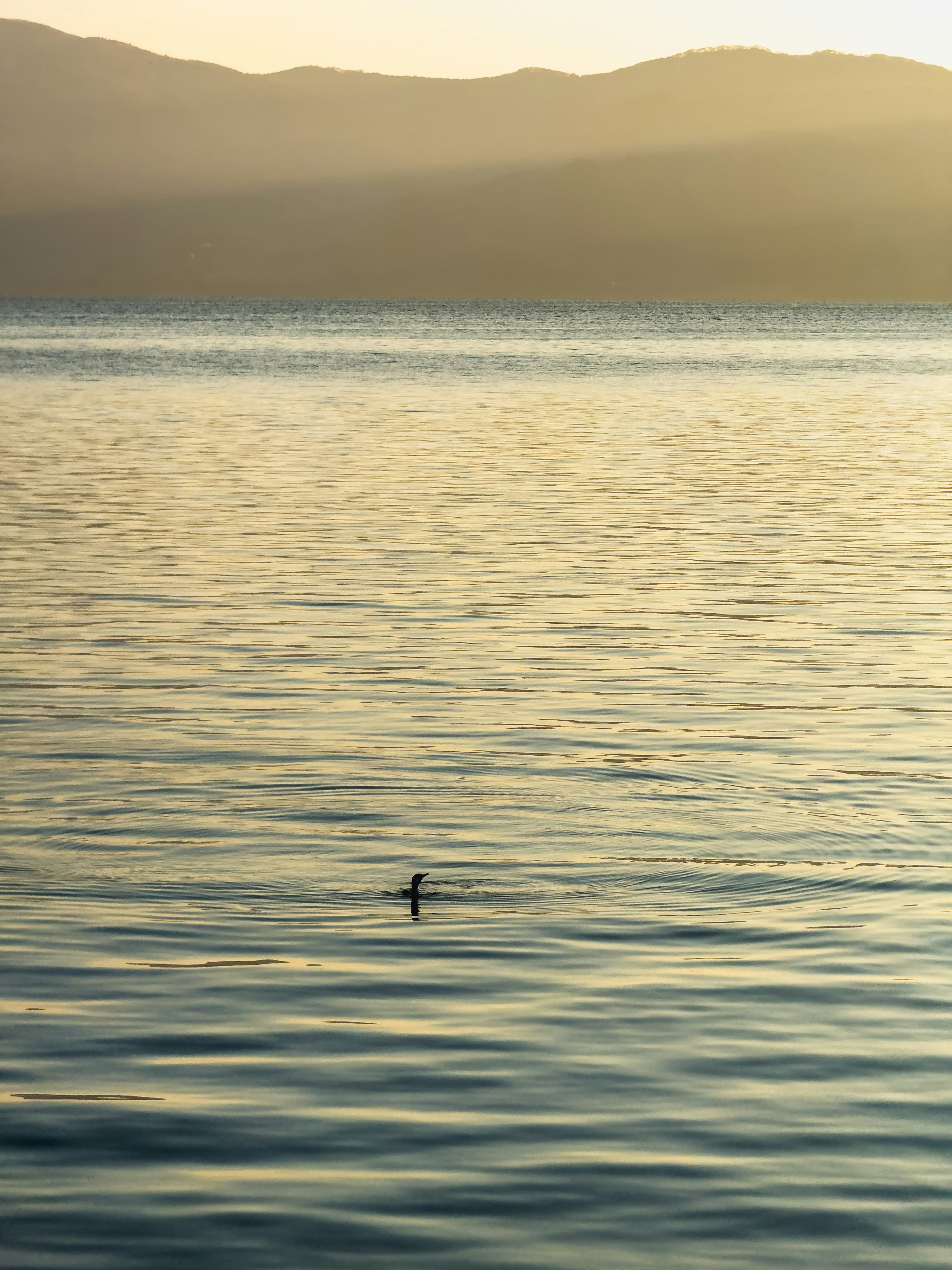 Un petit oiseau flottant sur une eau calme avec des montagnes lointaines