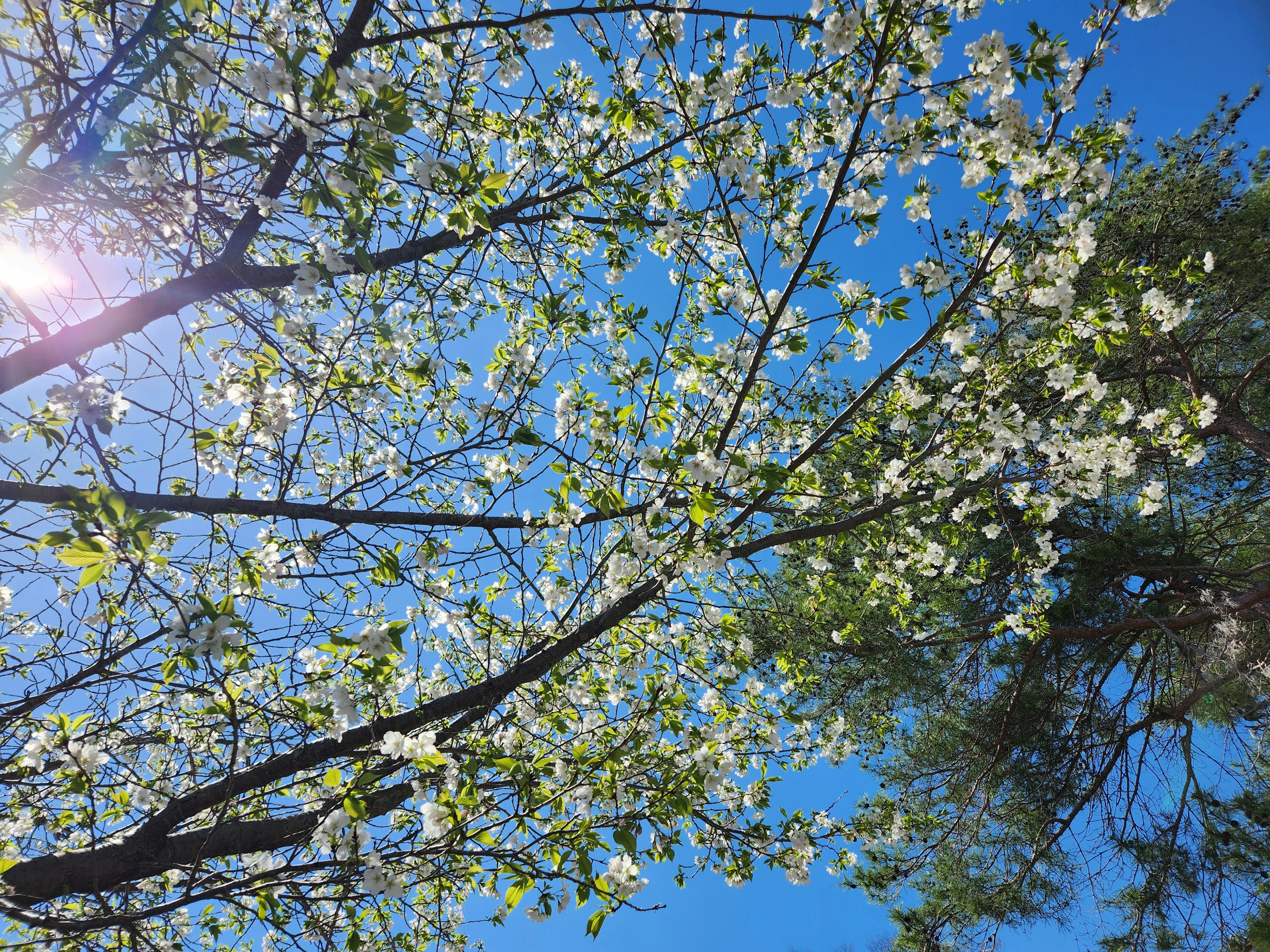 Branches d'un arbre avec des fleurs blanches et des feuilles vertes sous un ciel bleu