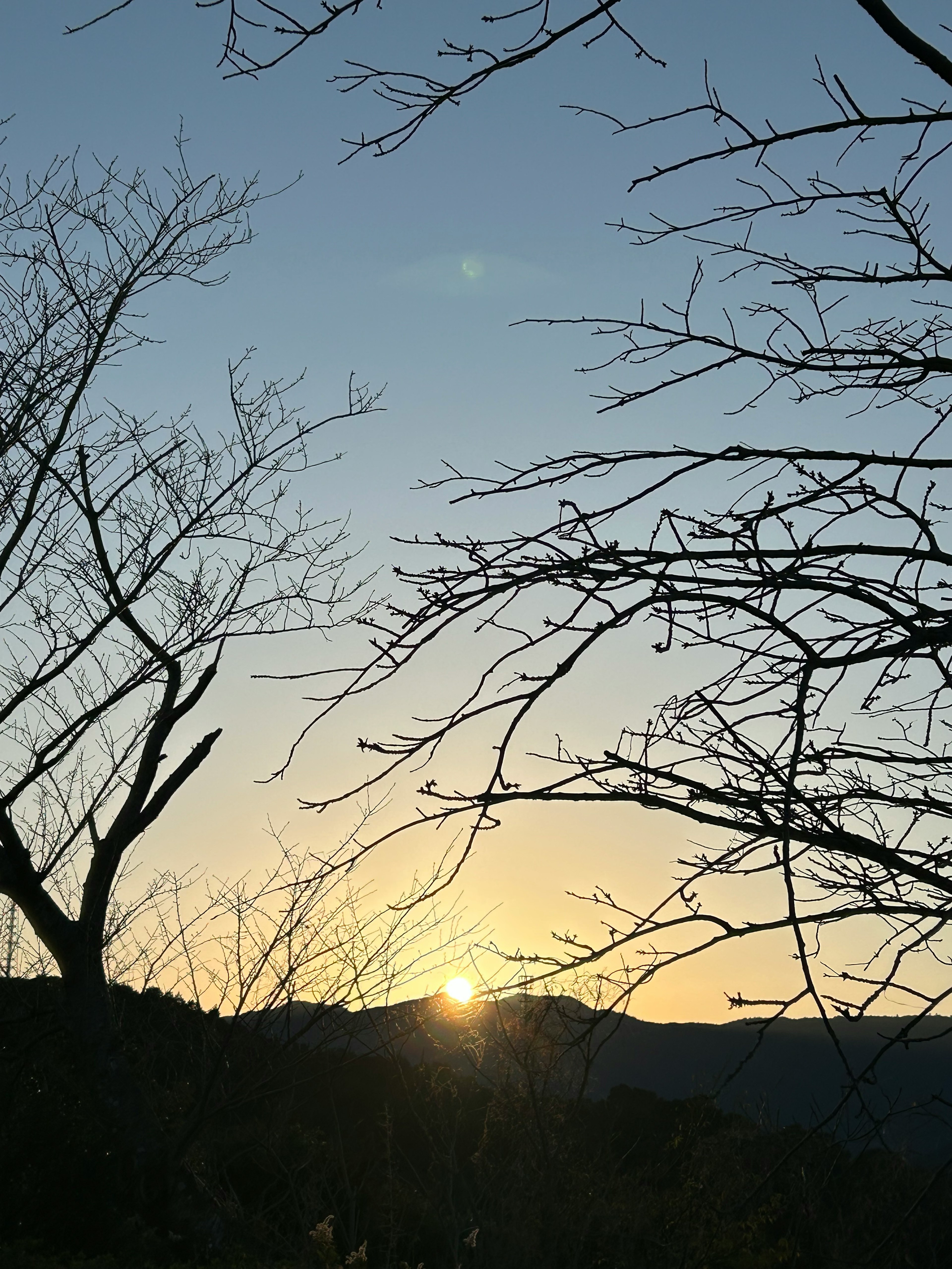 Silhouette of bare trees against a sunset over the mountains