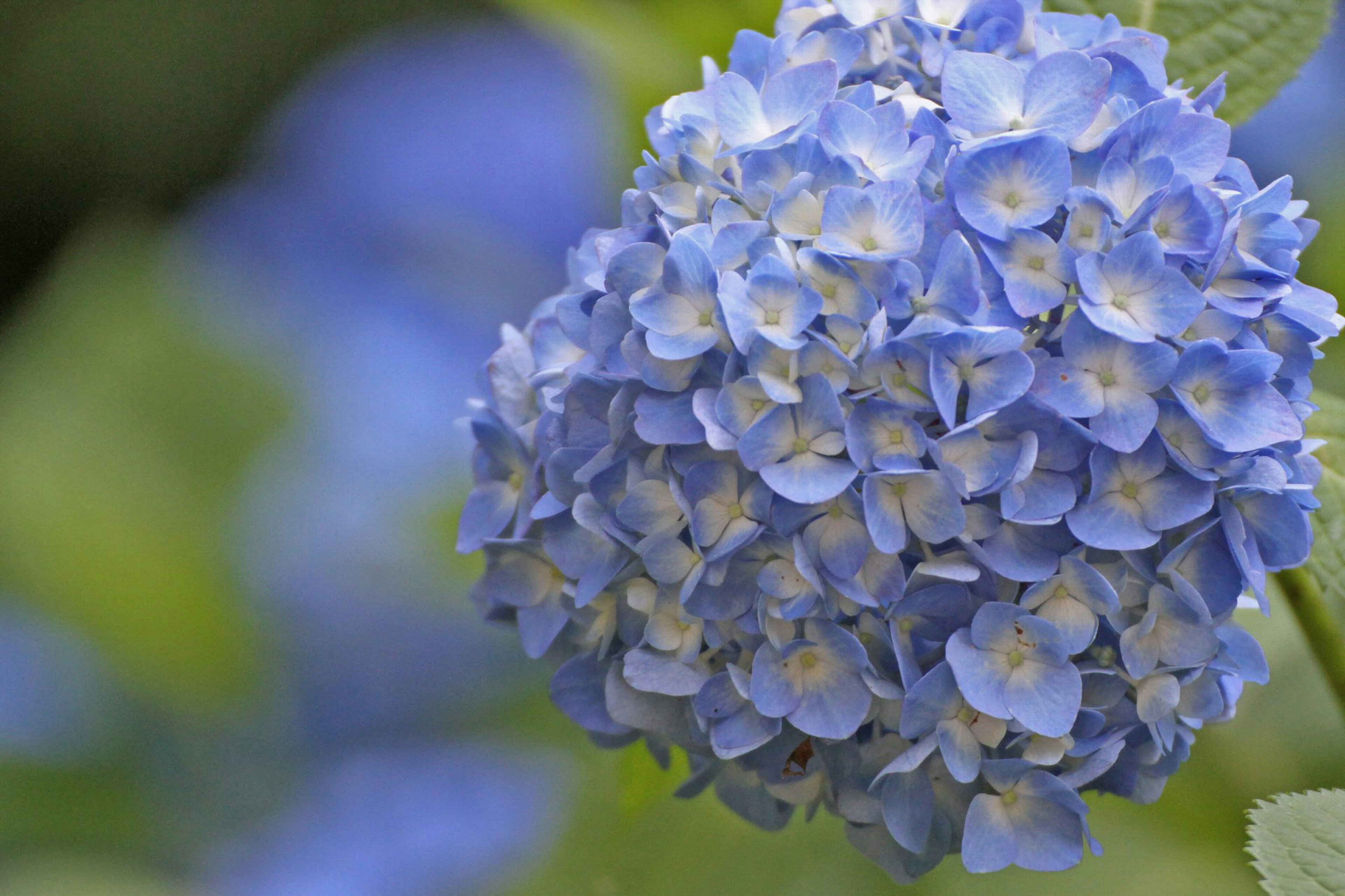 Primo piano di un fiore di ortensia blu