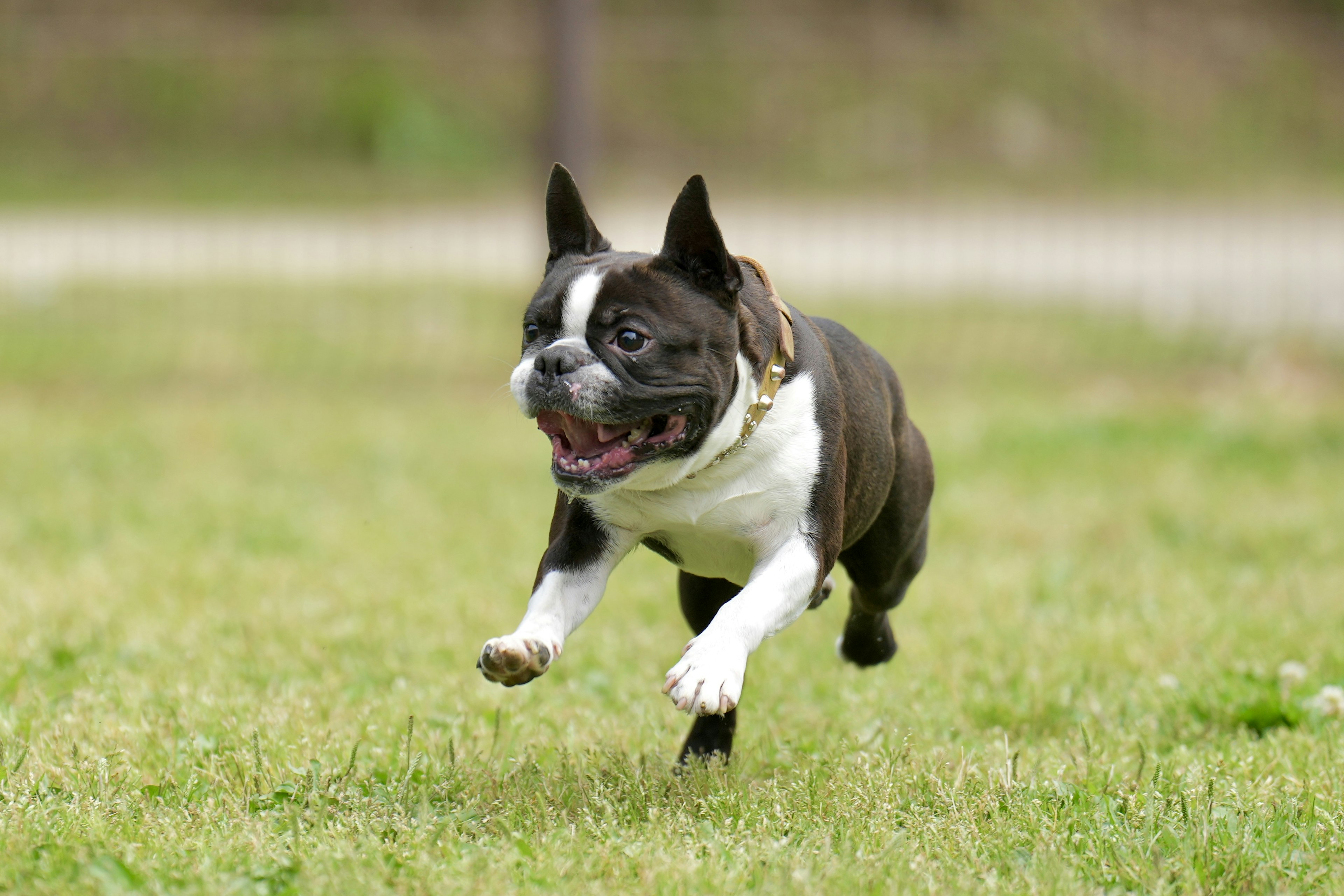 Seekor anjing Boston Terrier berlari dengan ceria di atas rumput hijau