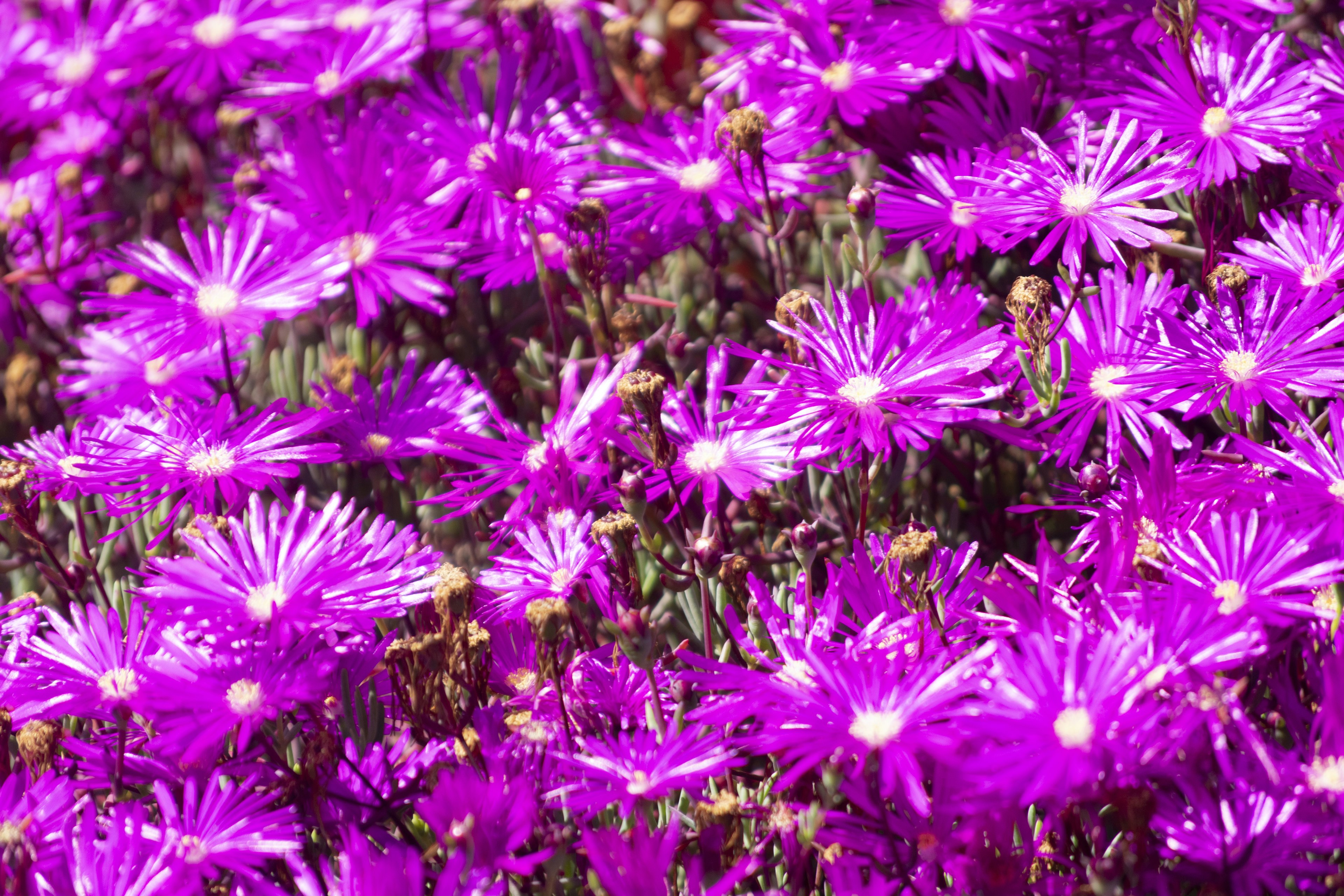 Lebendige lila Blumen in voller Blüte