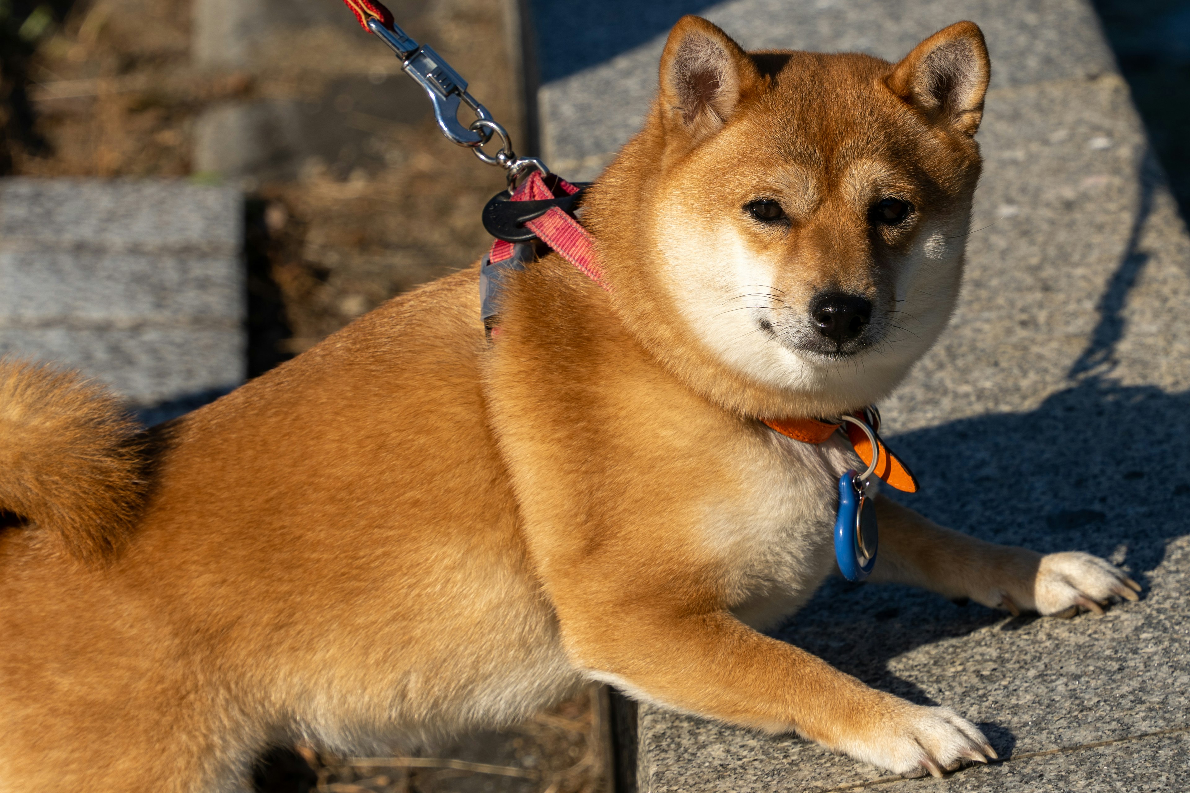 柴犬がリードをつけて岩の上に横たわっている